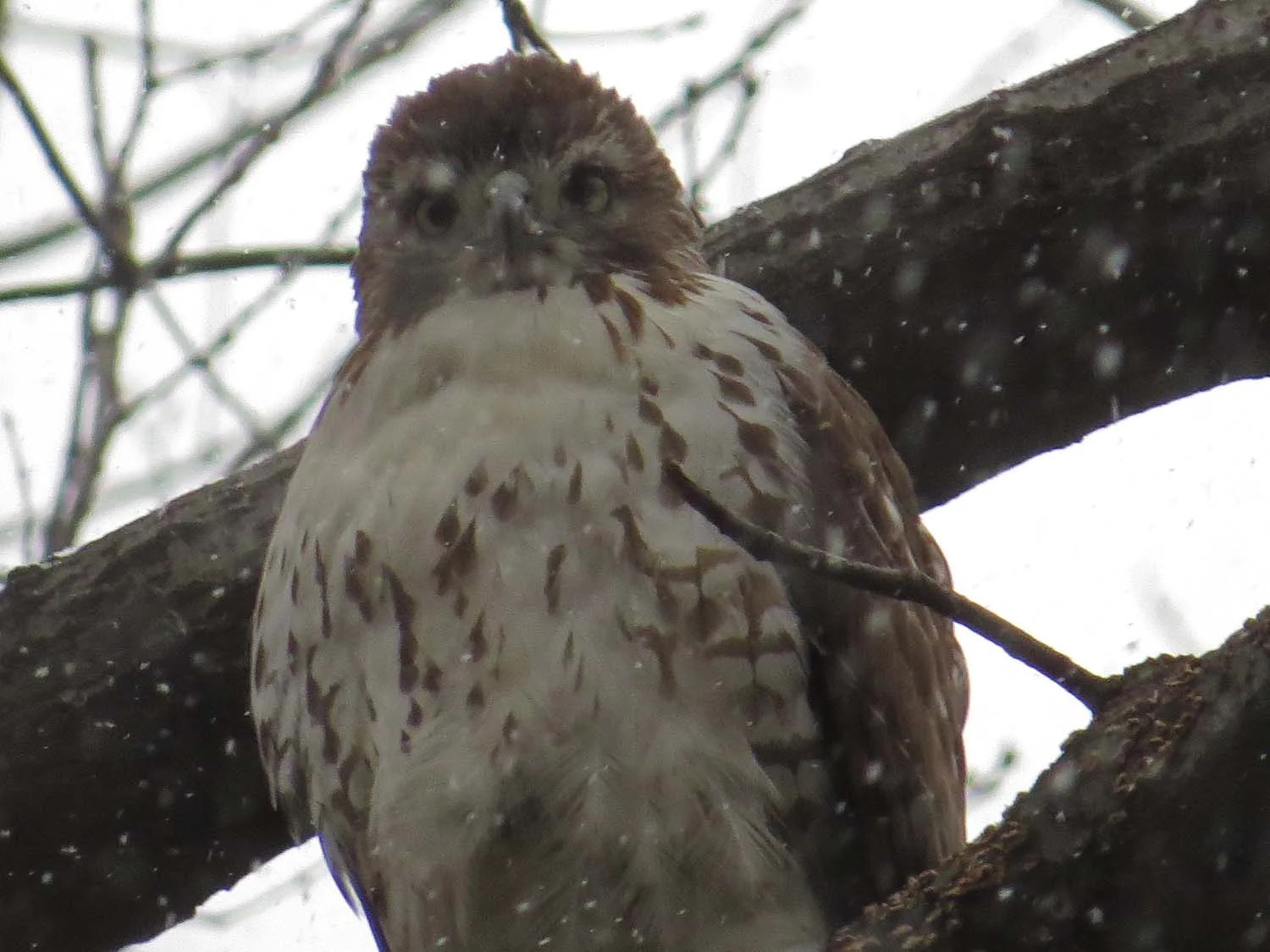 First-year red-tailed hawk, Central Park, Jan. 14, 2017