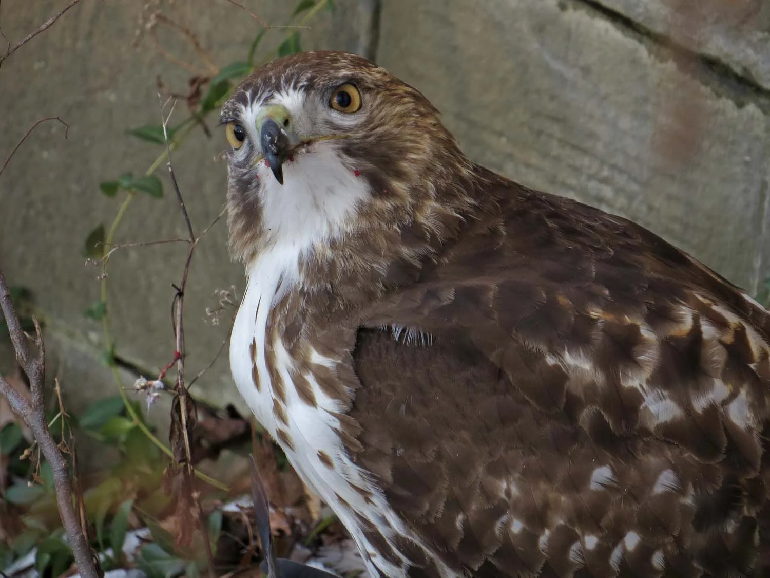 First-year red-tailed hawk dining at Bow Bridge, Jan. 15, 2017
