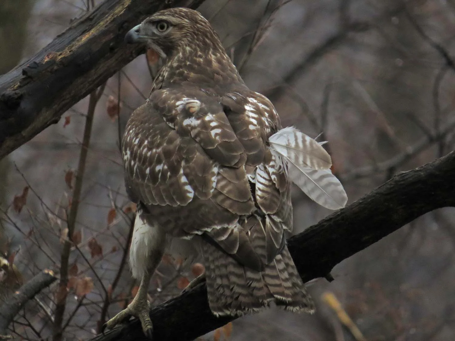 A young red-tailed hawk in the Ramble, Jan. 17, 2017
