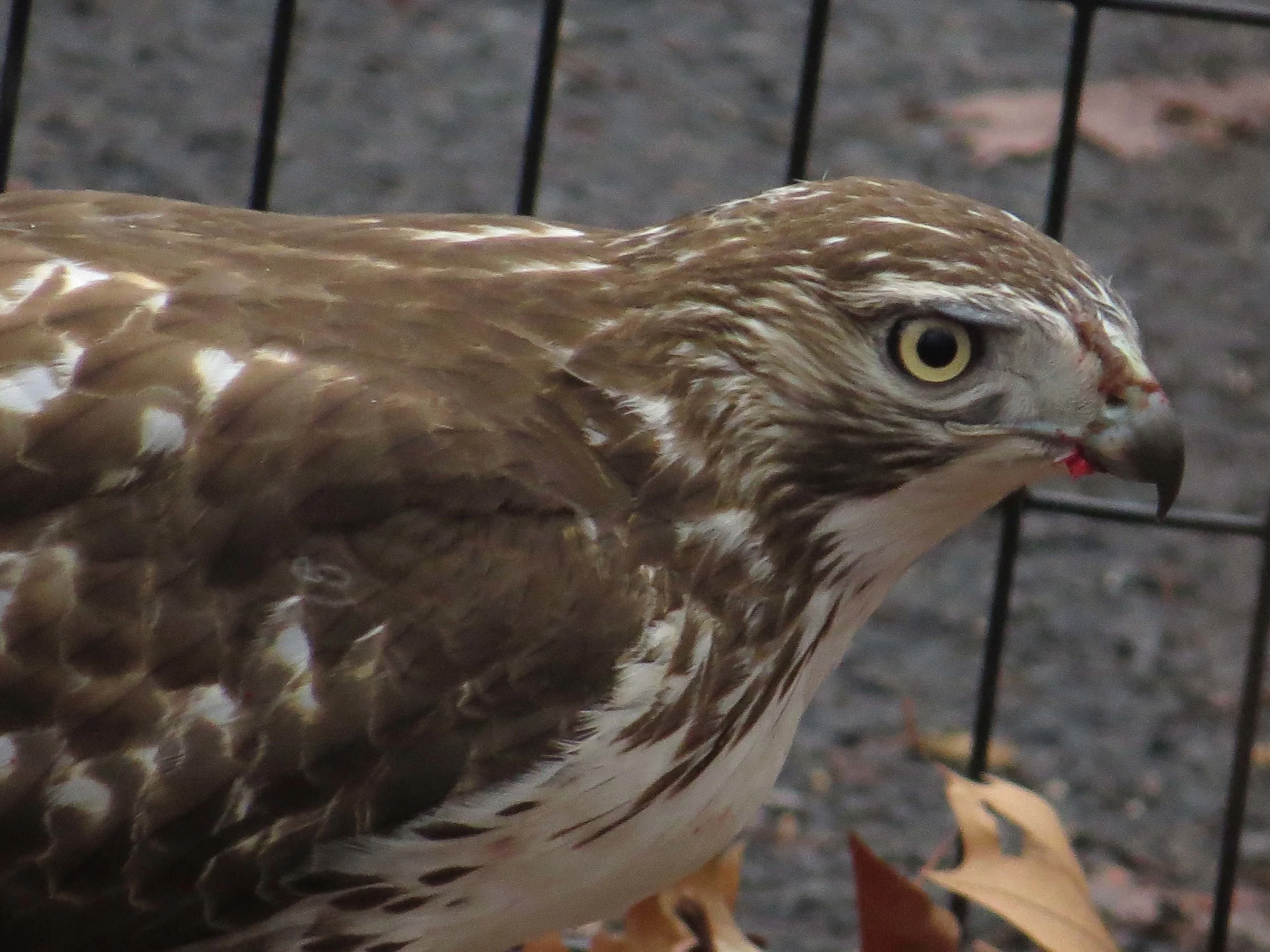 Young red-tailed hawk in the Ramble, Jan. 18, 2017