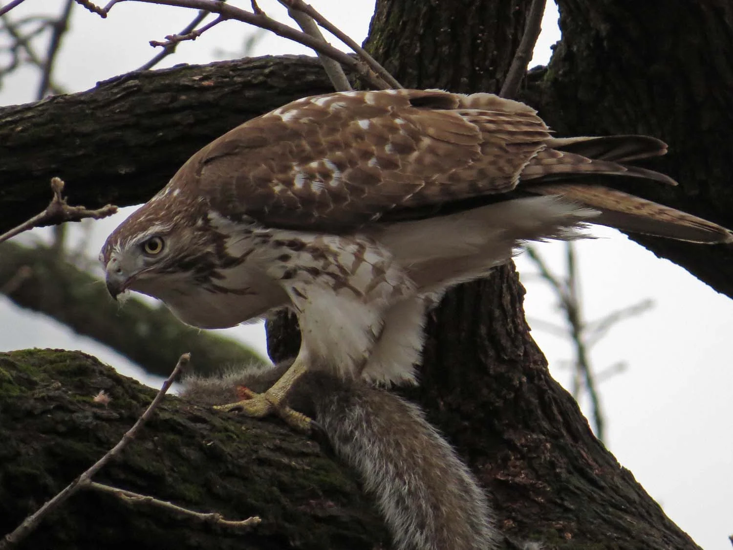 First-year red-tailed hawk with squirrel in the Ramble, Jan. 18, 2017