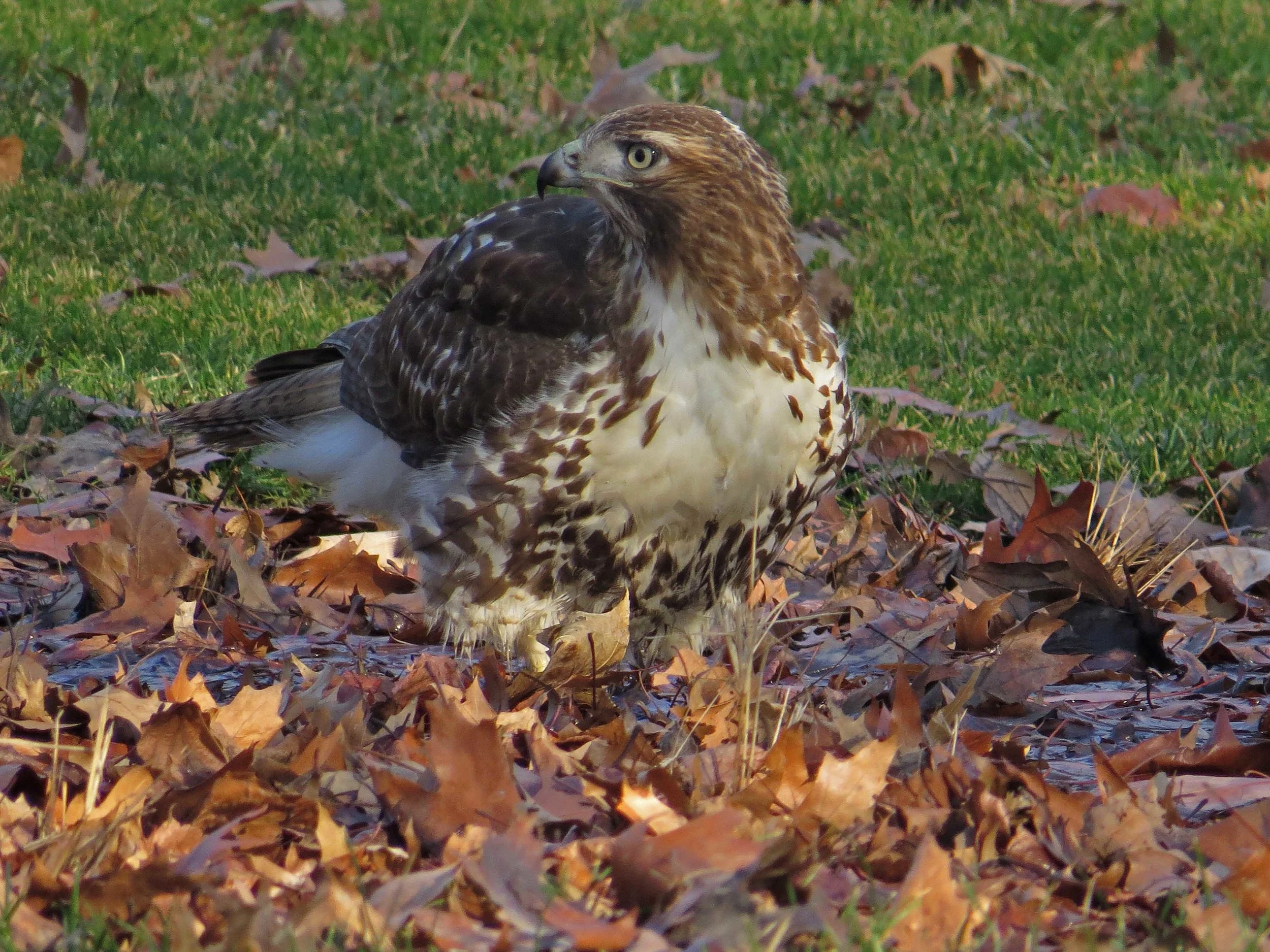 A first-year red-tailed hawk takes a bath near SummerStage, Jan. 21, 2017