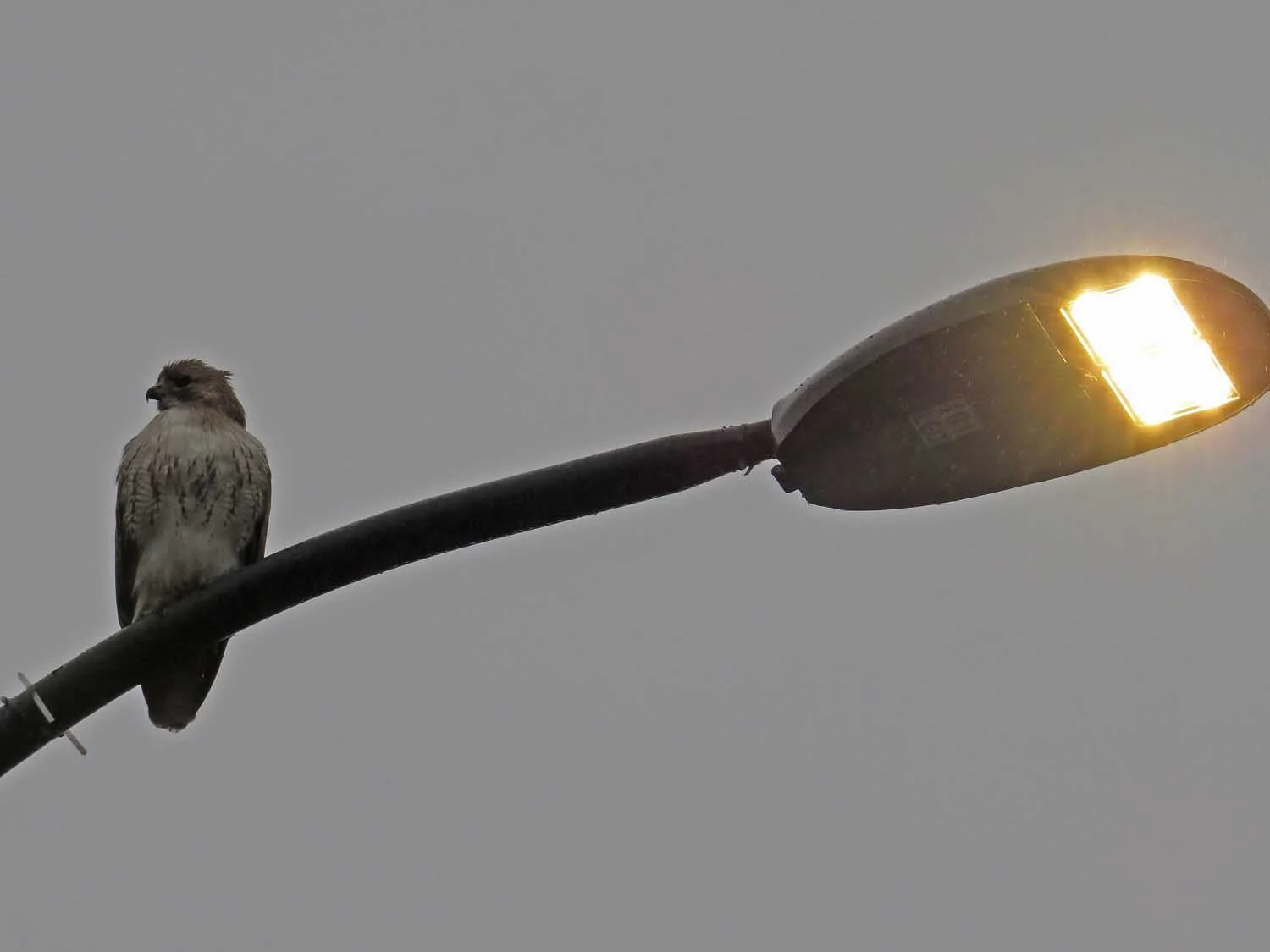 Pale Male, near the obelisk, Jan. 22, 2017