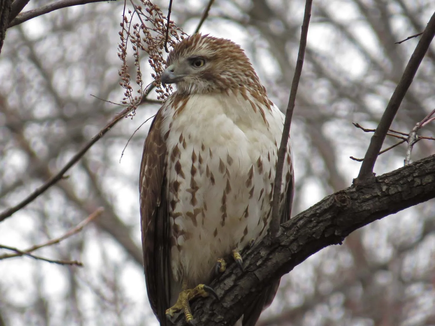 First-year red-tailed hawk, Central Park, Jan. 23, 2017