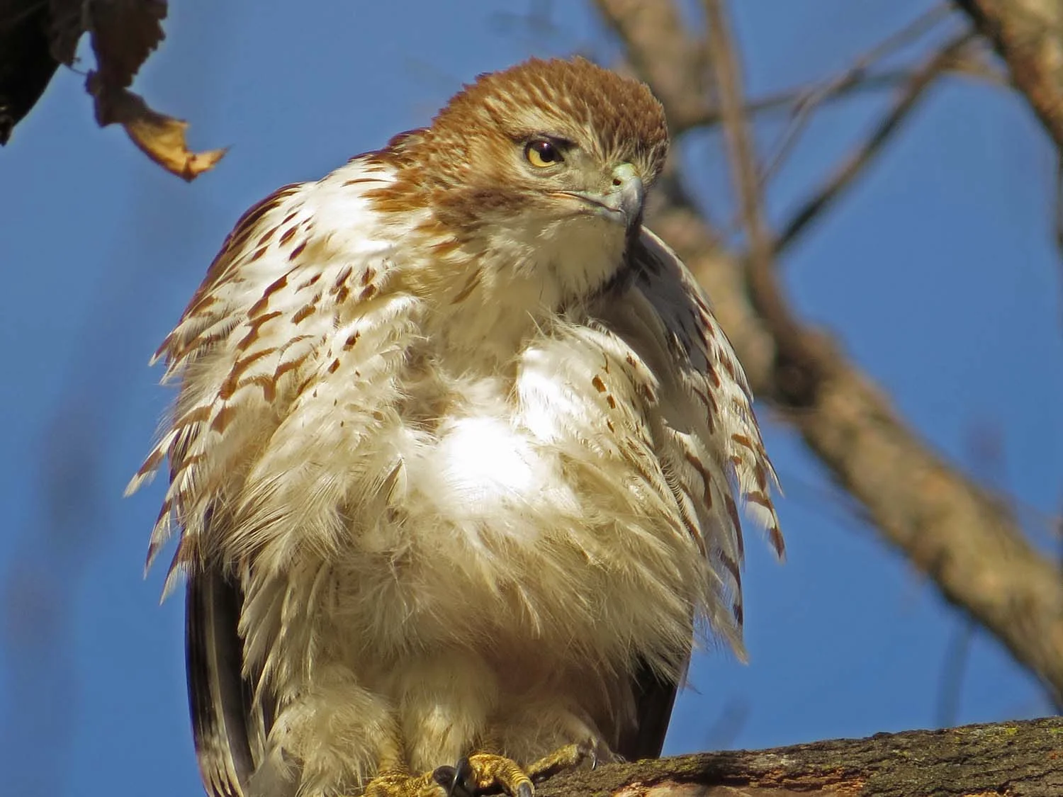 One of the first-year red-tailed hawks in Central Park, Jan. 29, 2017