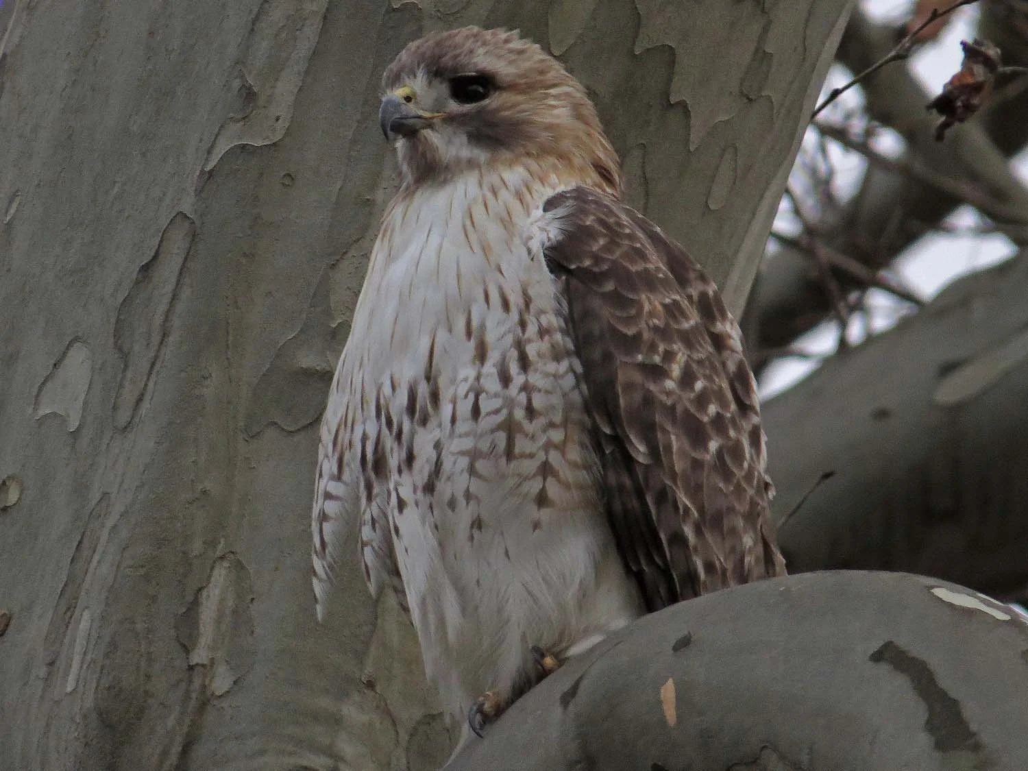 Pale Male north of the Met Museum, Jan. 28, 2017