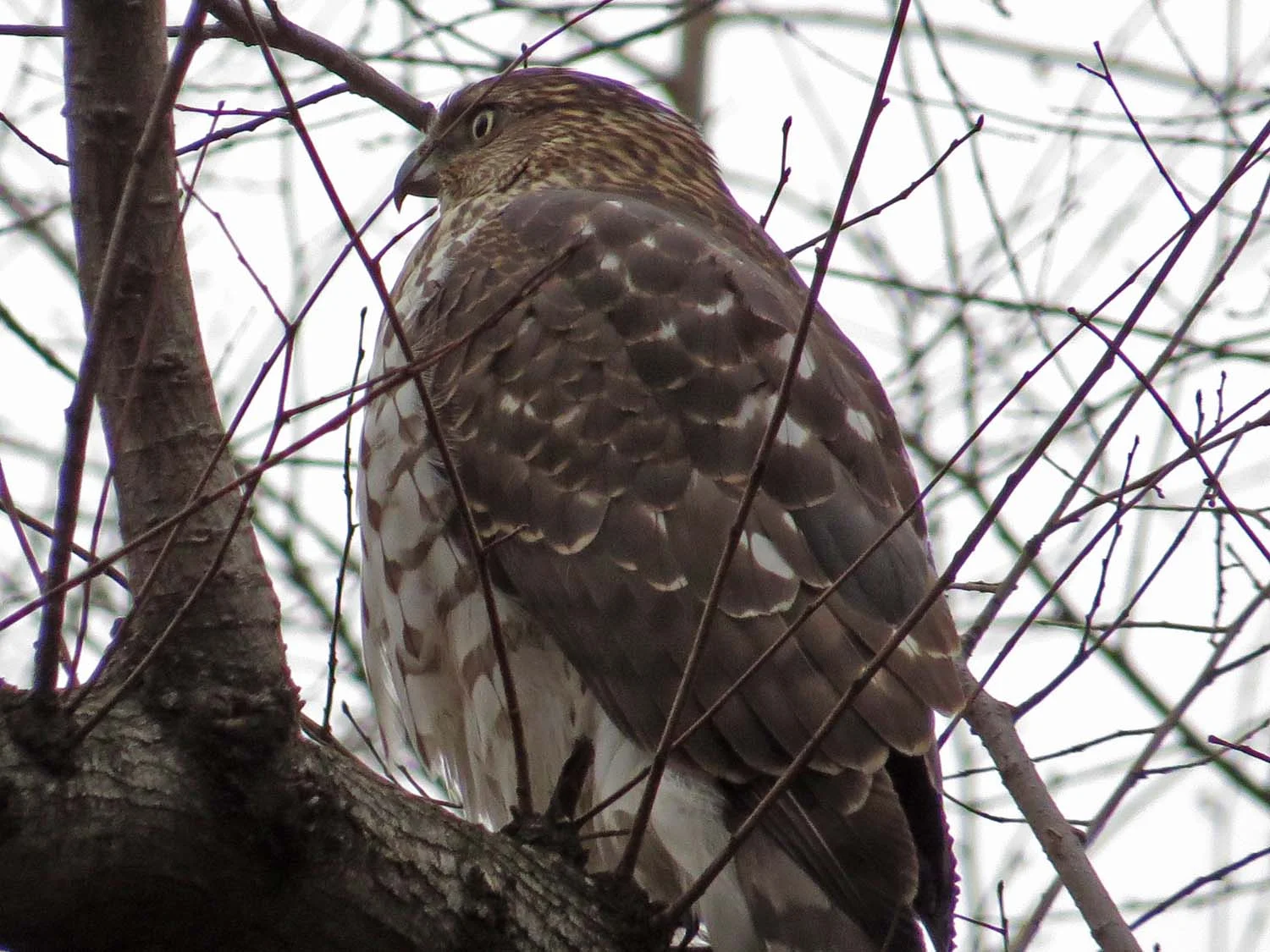 Cooper's hawk, Jan. 28, 2017