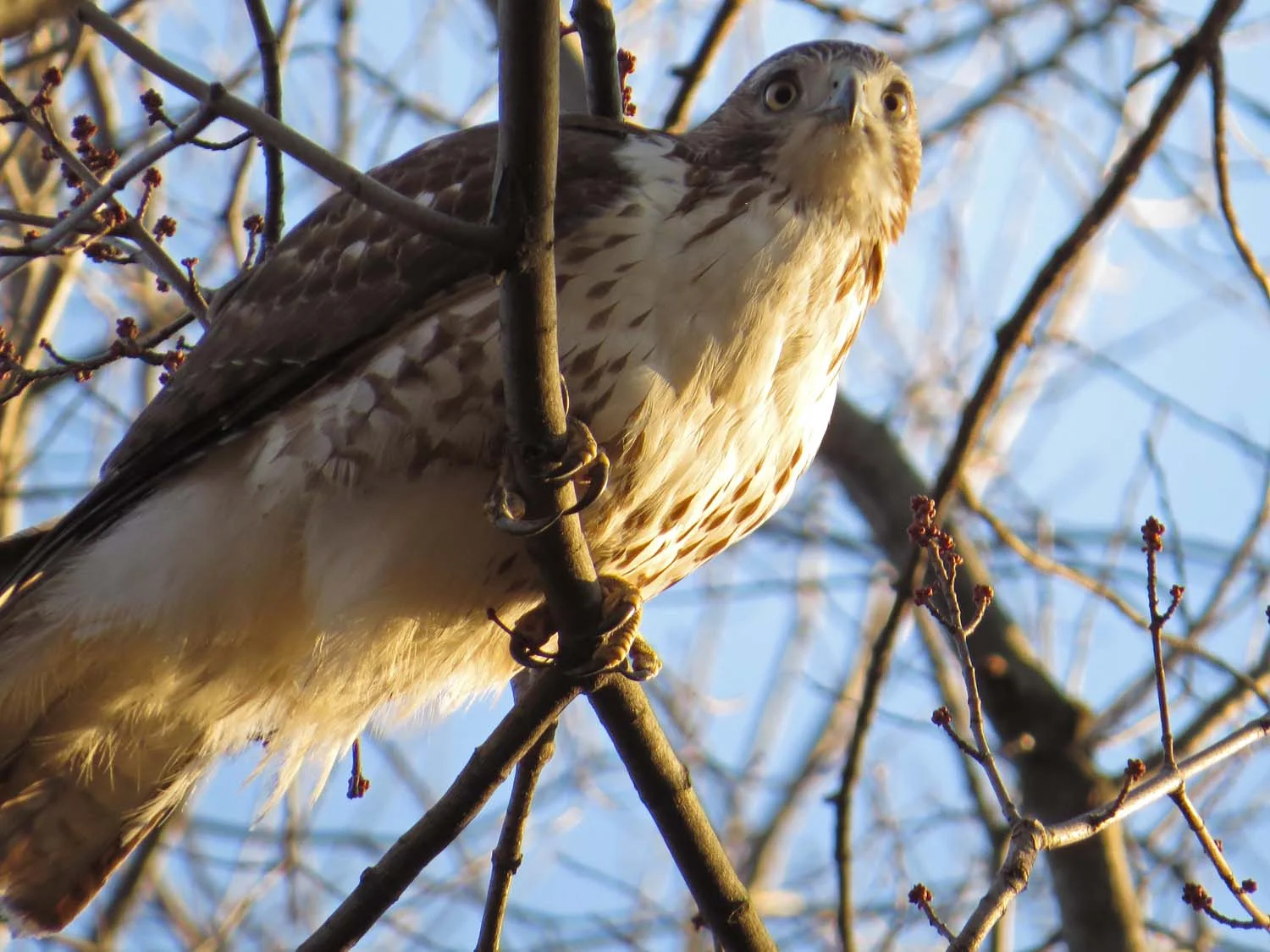 First-year red-tailed hawk, Jan. 30, 2017