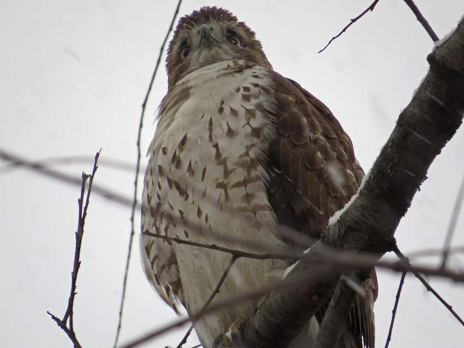 First-year red-tailed hawk, Jan. 31, 2017