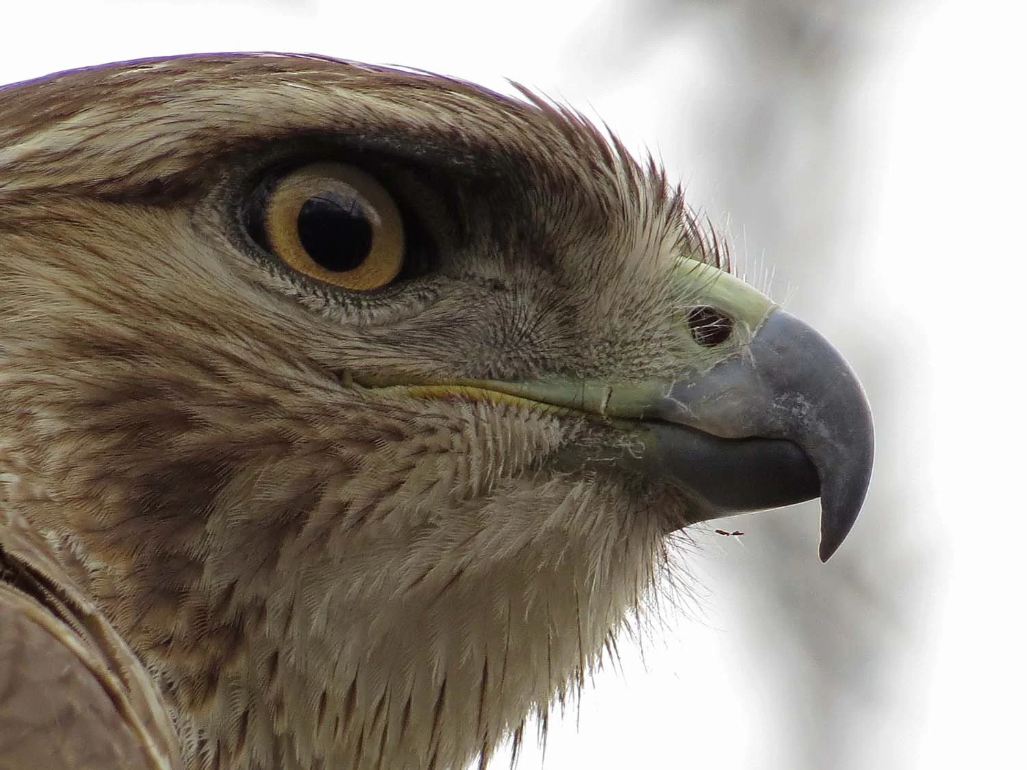 First-winter red-tailed hawk, the Ramble, March 1, 2017