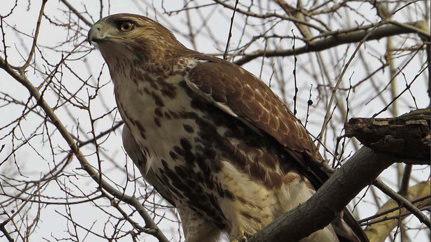 Hawk 1500 3-1-2017 38B.jpg