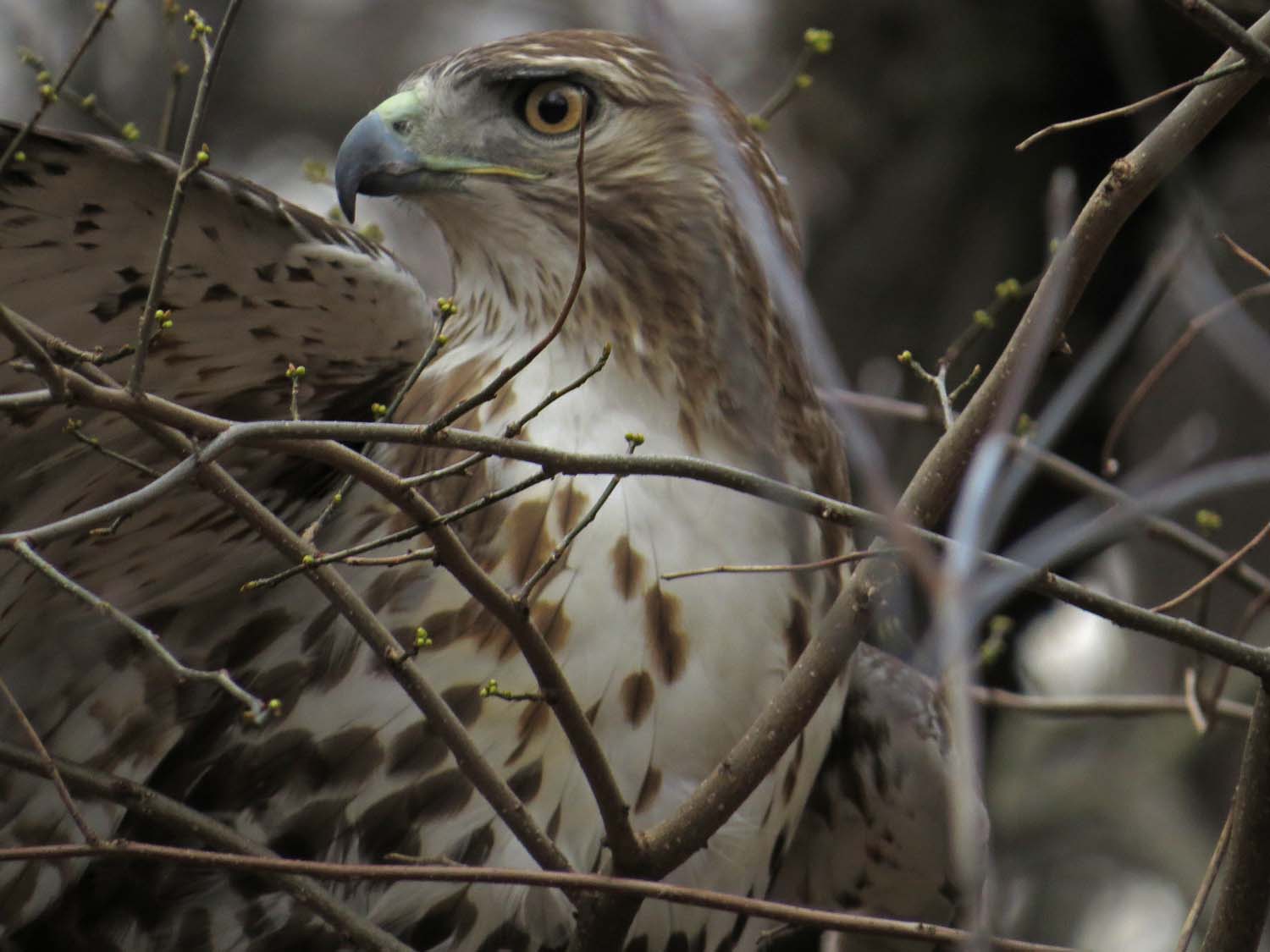 Hawk 1500 3-1-2017 119P.jpg