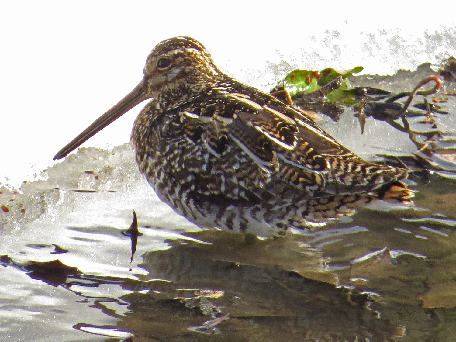 Wilson's snipe, March 17, 2017, Triplets Bridg e