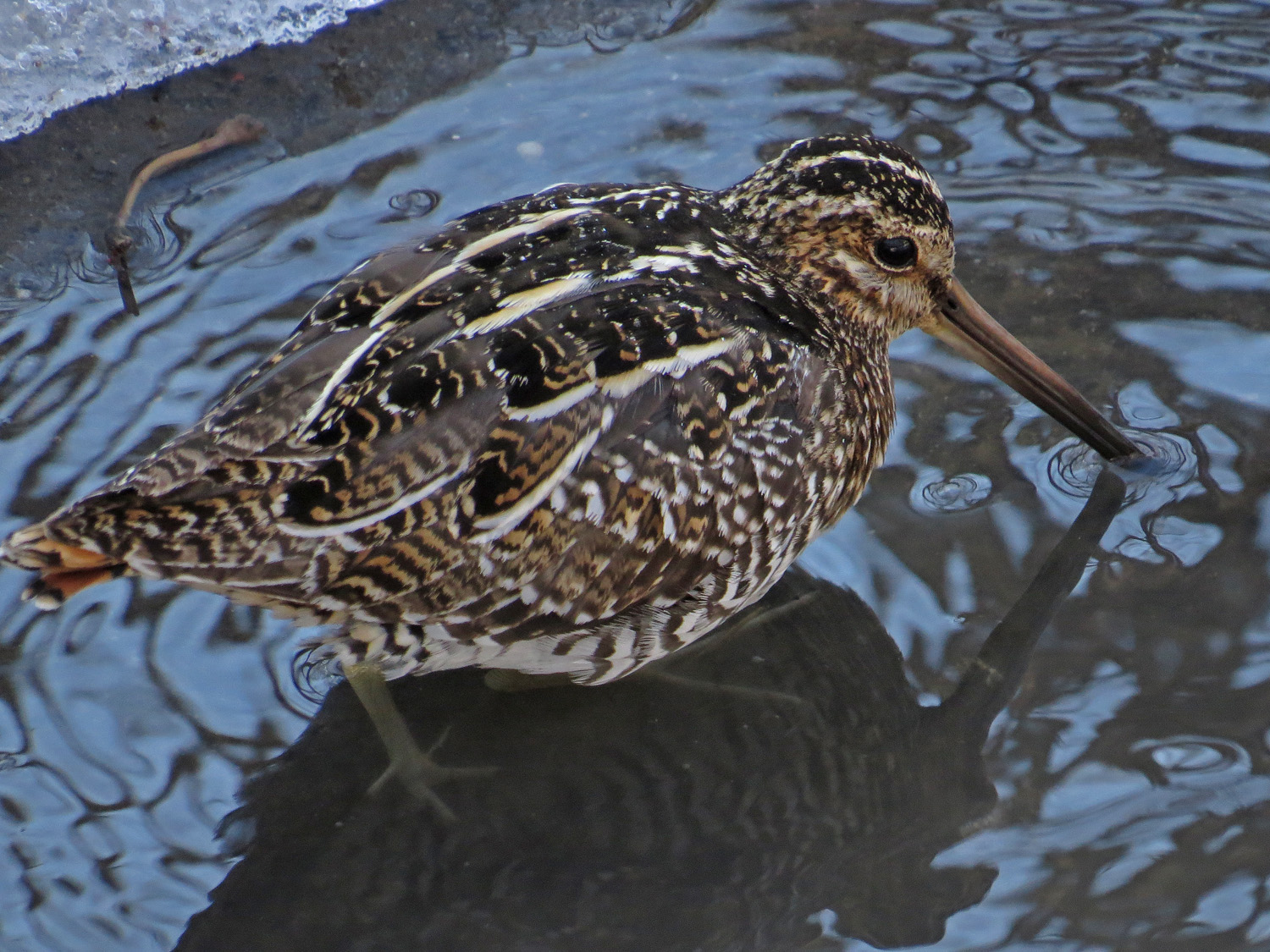 Snipe 1500 3-16-2017 273P.jpg