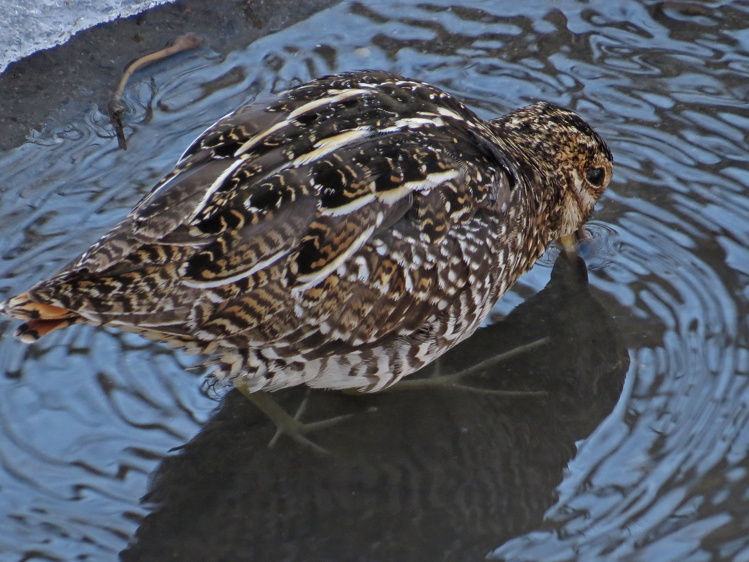 Snipe 1500 3-16-2017 272P.jpg