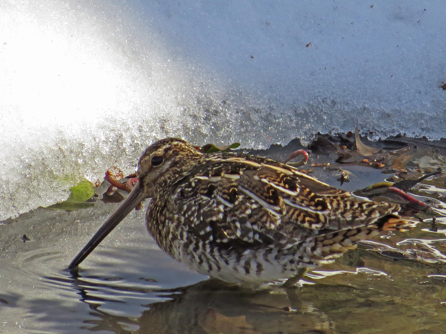 Snipe 1500 3-17-2017 018P.jpg