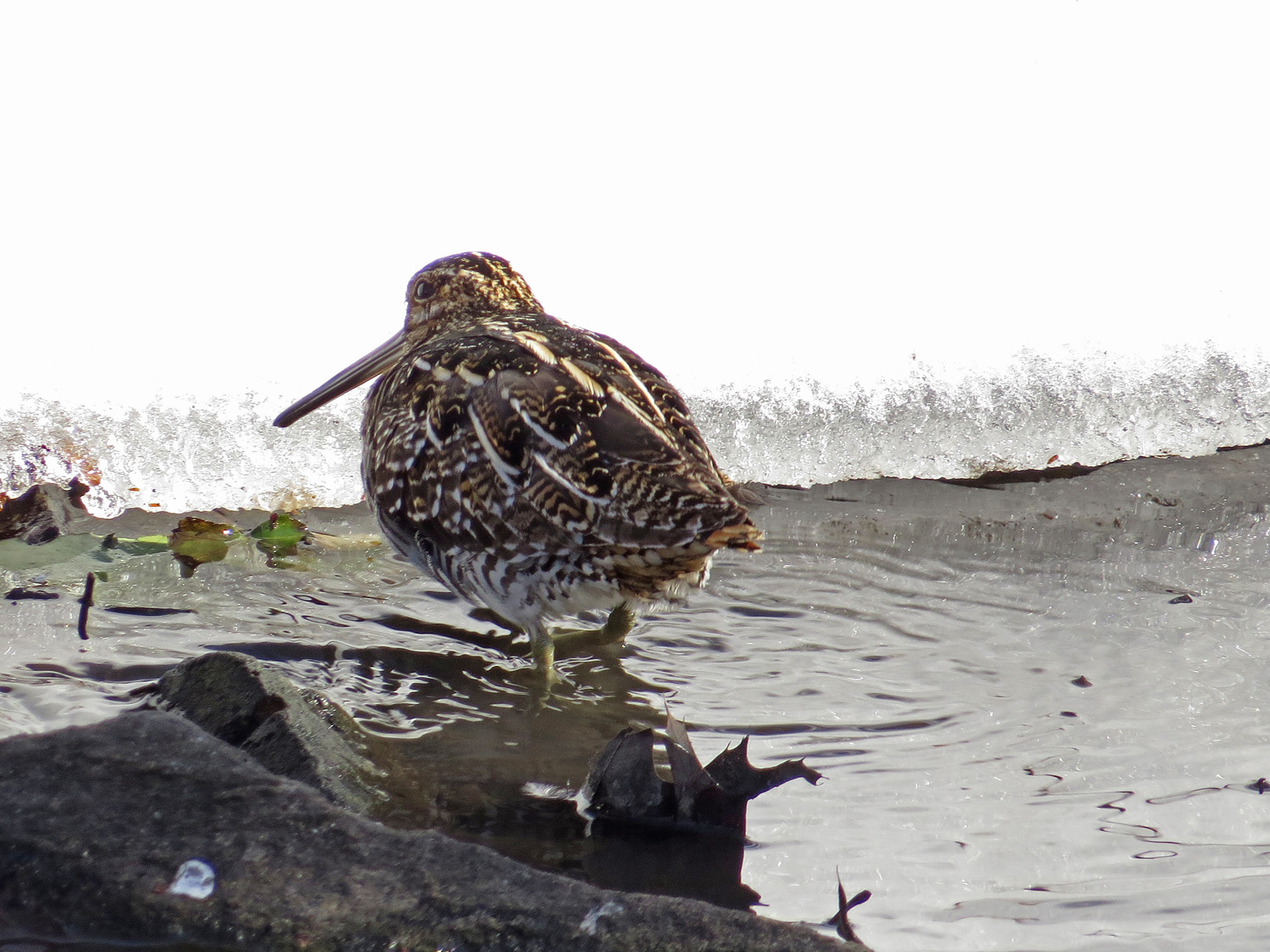 Snipe 1500 3-17-2017 033P.jpg