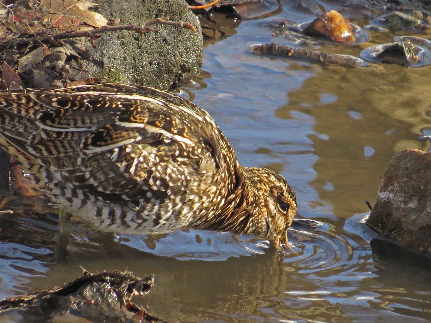 Snipe 1500 3-17-2017 063P.jpg