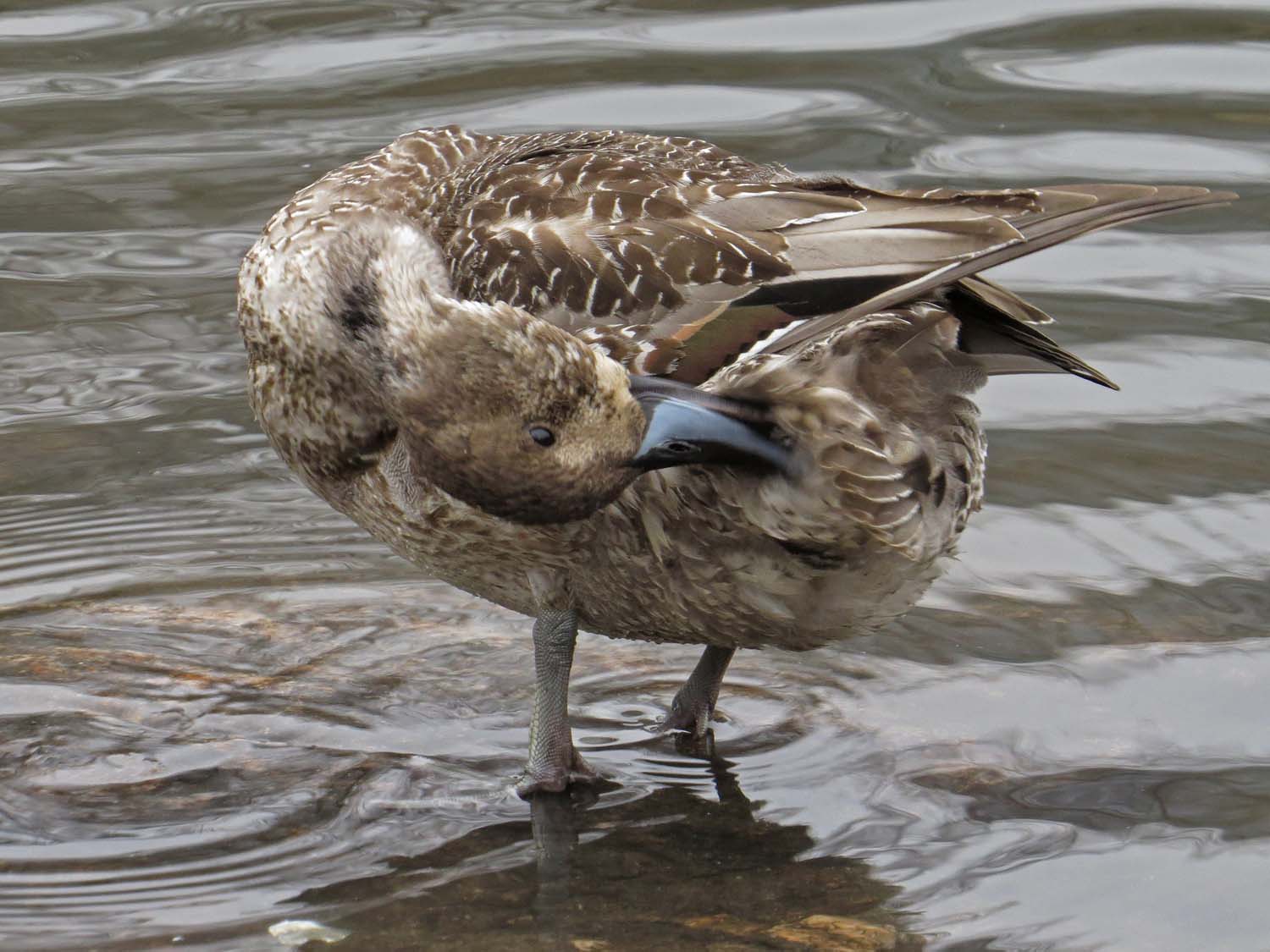 Pintail 1500 12-21-2016 114P.jpg