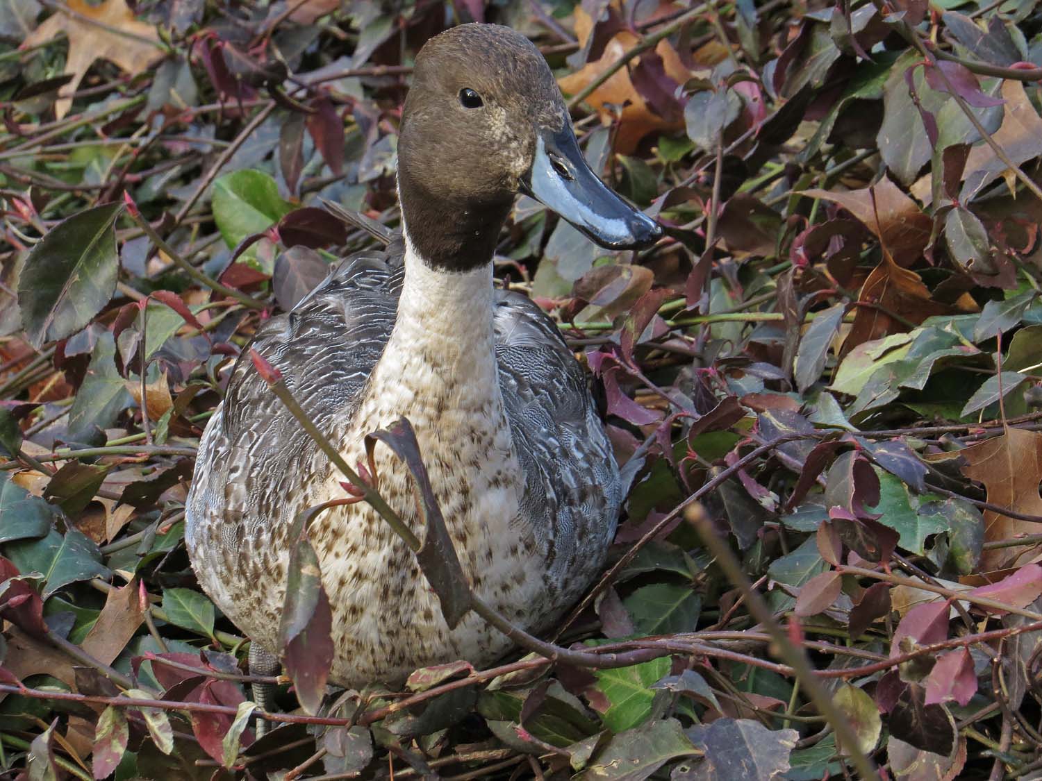 Pintail 1500 12-30-2016 006P.jpg