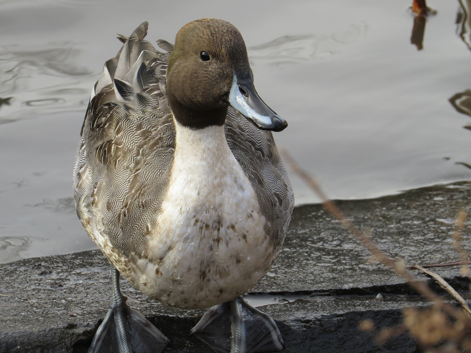 Pintail 1500 1-5-2017 075P.jpg