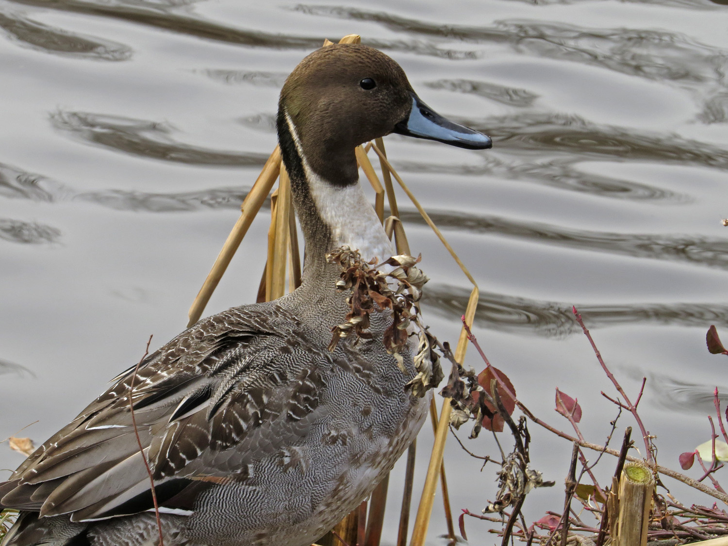 Pintail 1500 1-5-2017 101P.jpg