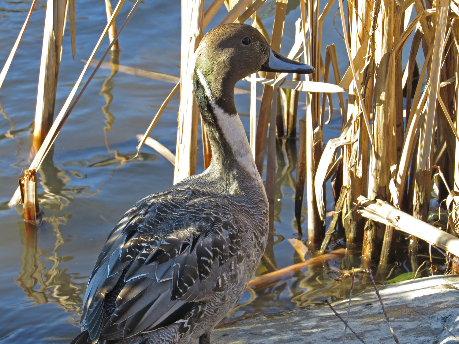 Pintail 1500 1-1-2017 041P.jpg