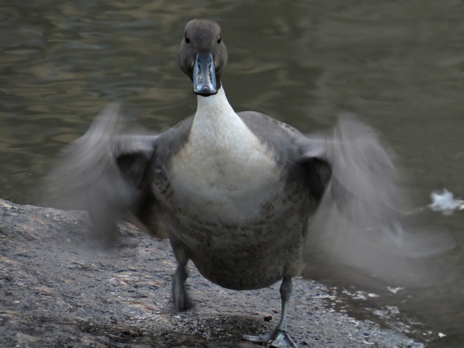 Pintail 1500 1-25-2017 260P.jpg