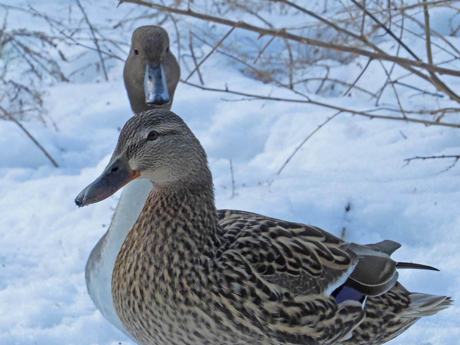 Pintail 1500 3-17-2017 103P.jpg