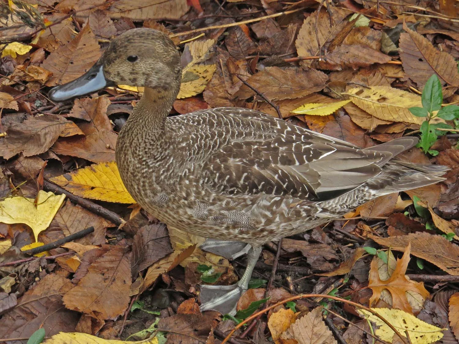 Northern pintail young male, the Pond, Dec. 7, 2016
