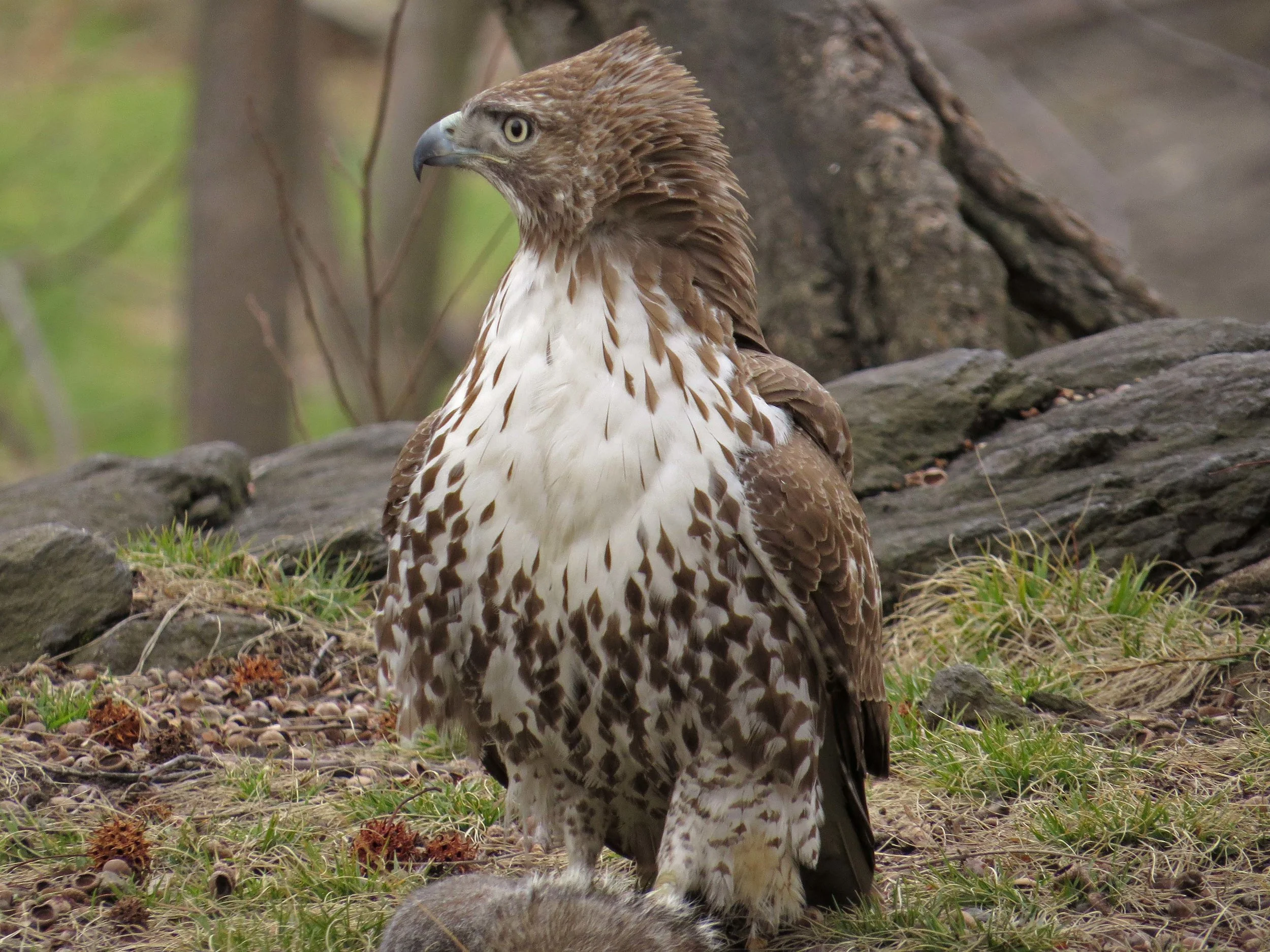 First-year red-tailed hawk with squirrel
