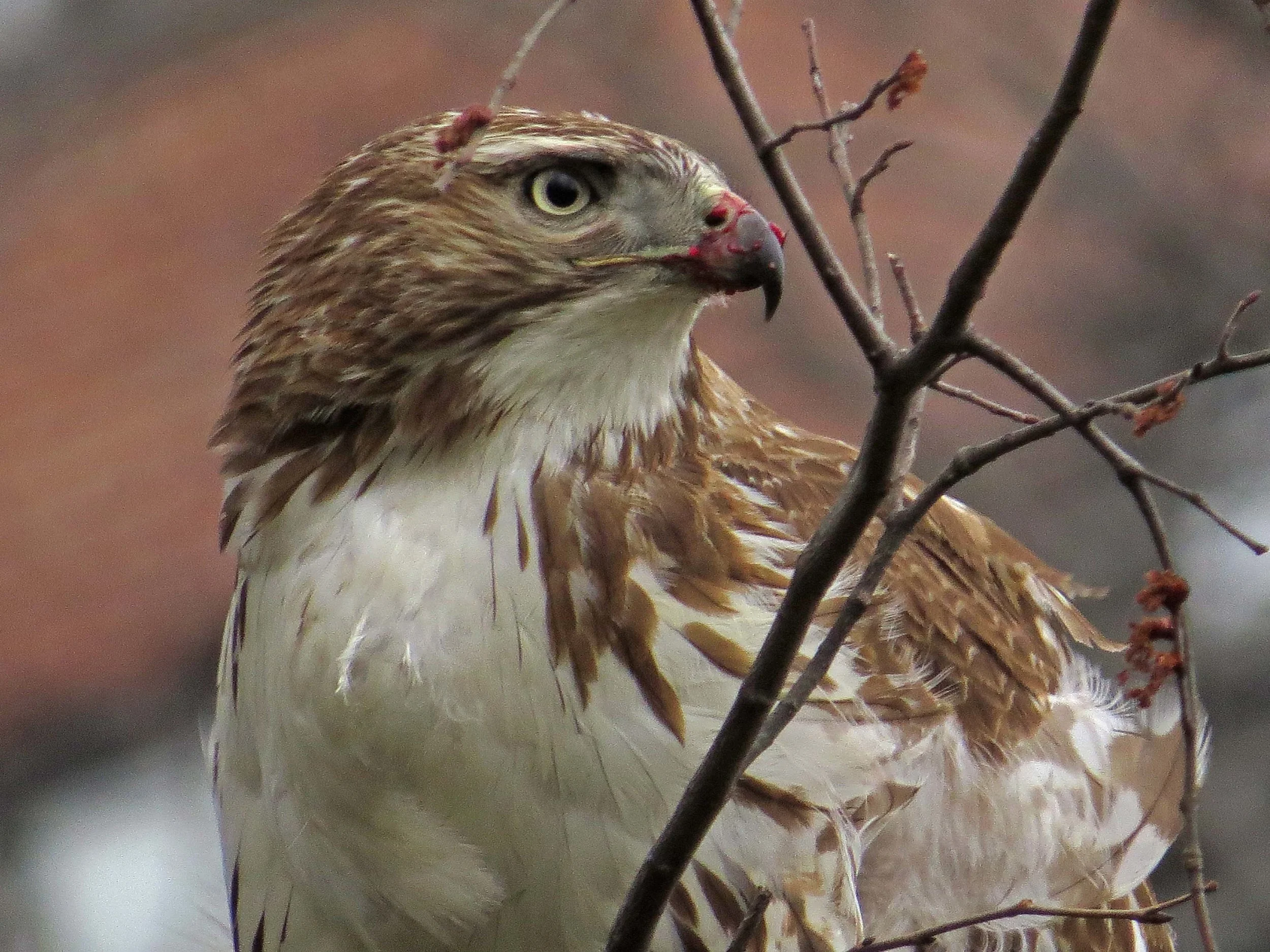 First-year red-tail with pigeon, March 26, 2017