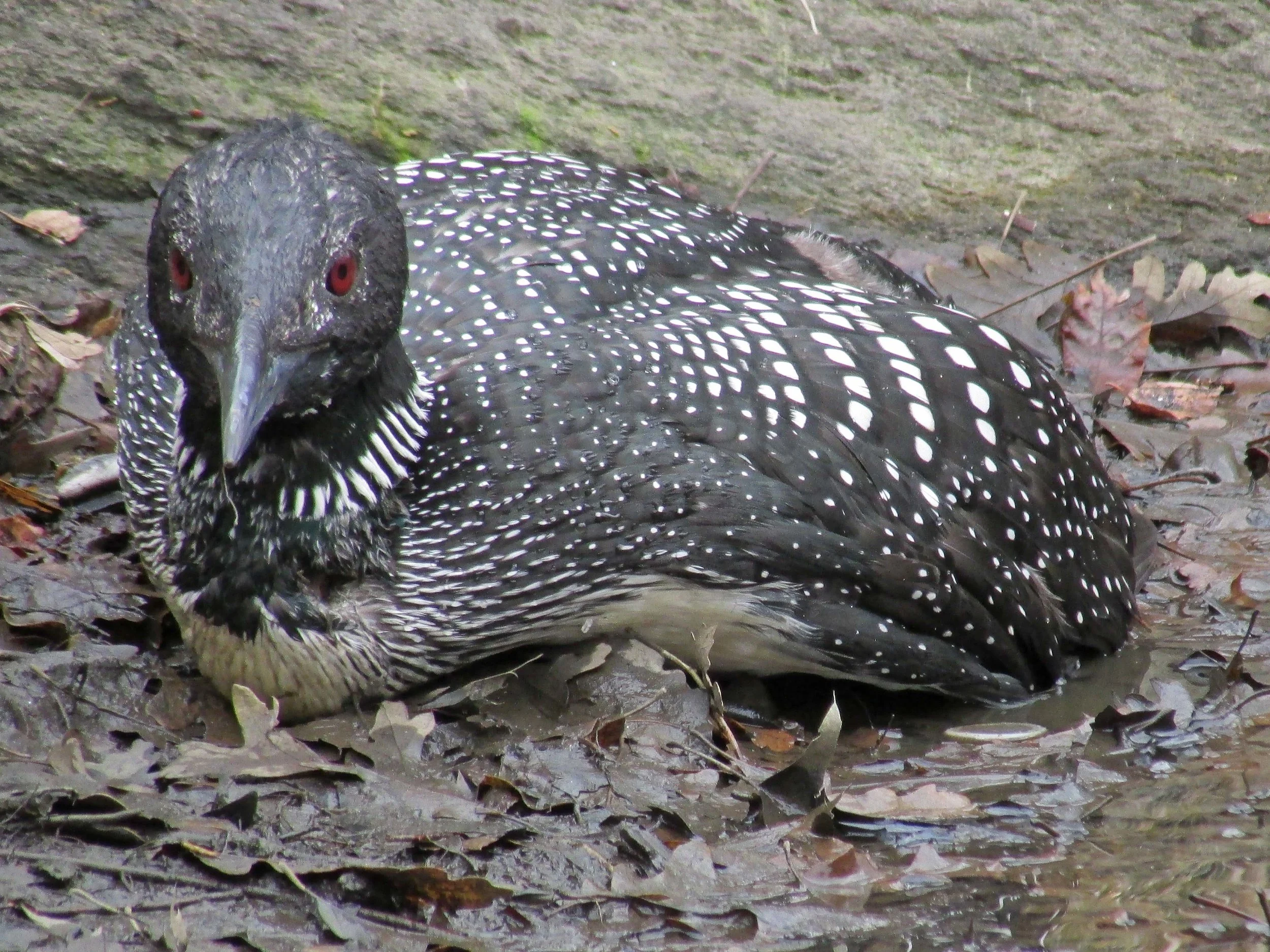 Common loon at the Lake, April 2, 2014
