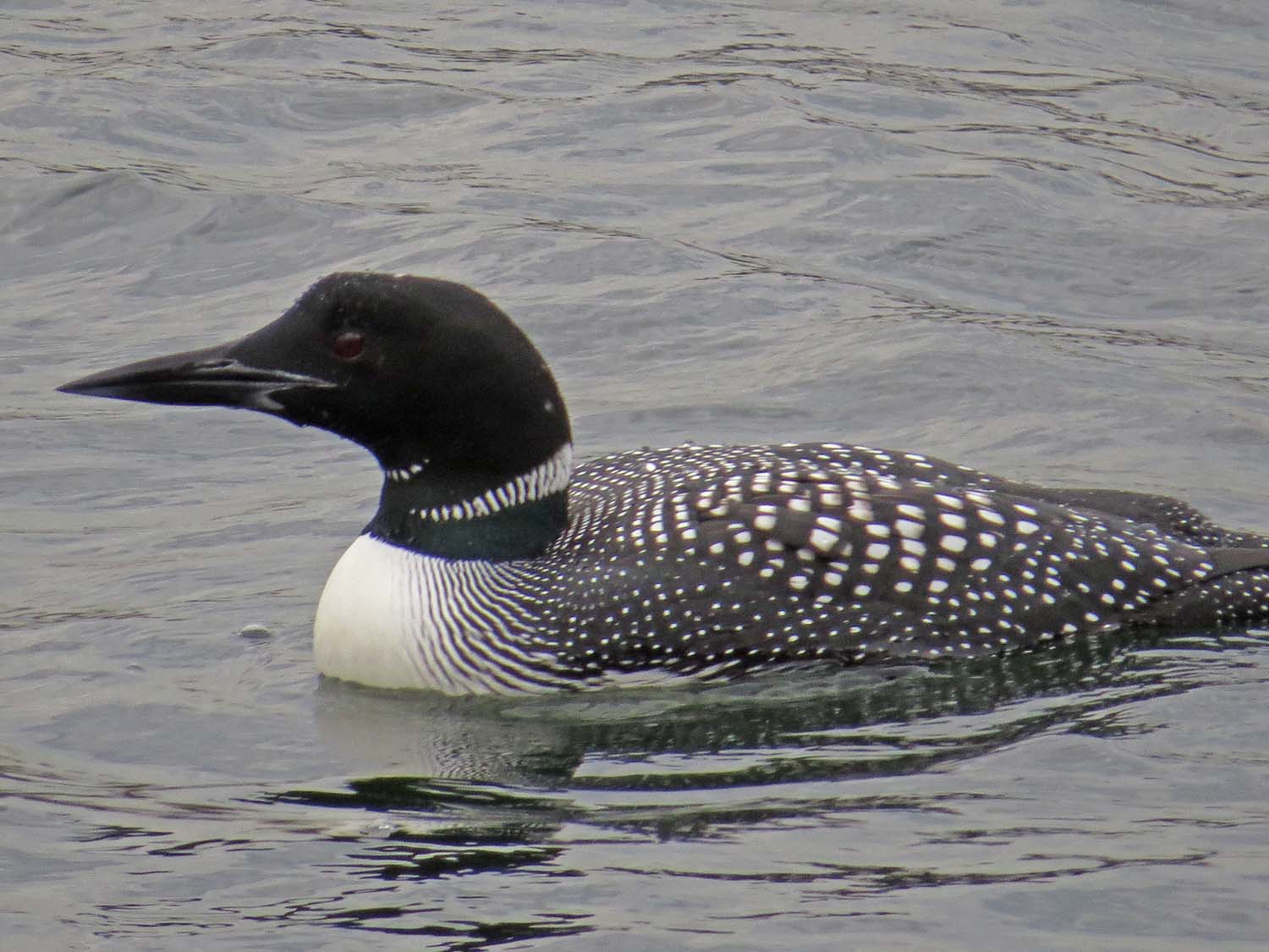 Loon 1500 3-30-2017 042P.jpg