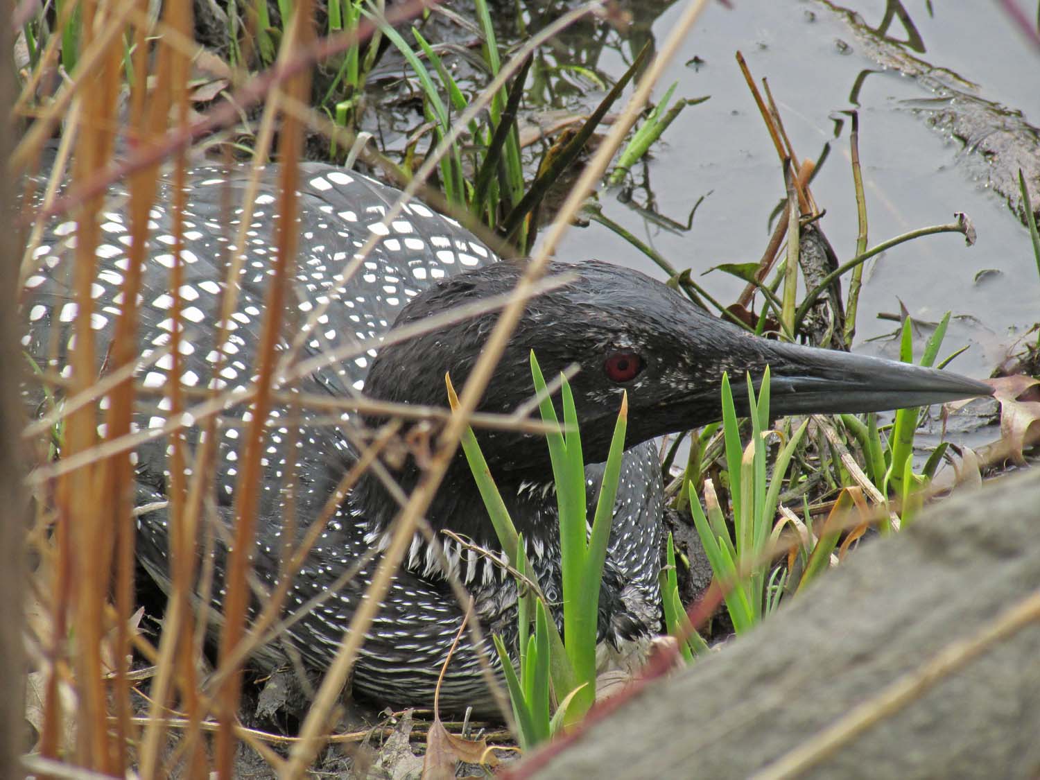 Loon 1500 4-2-2014 040P.jpg