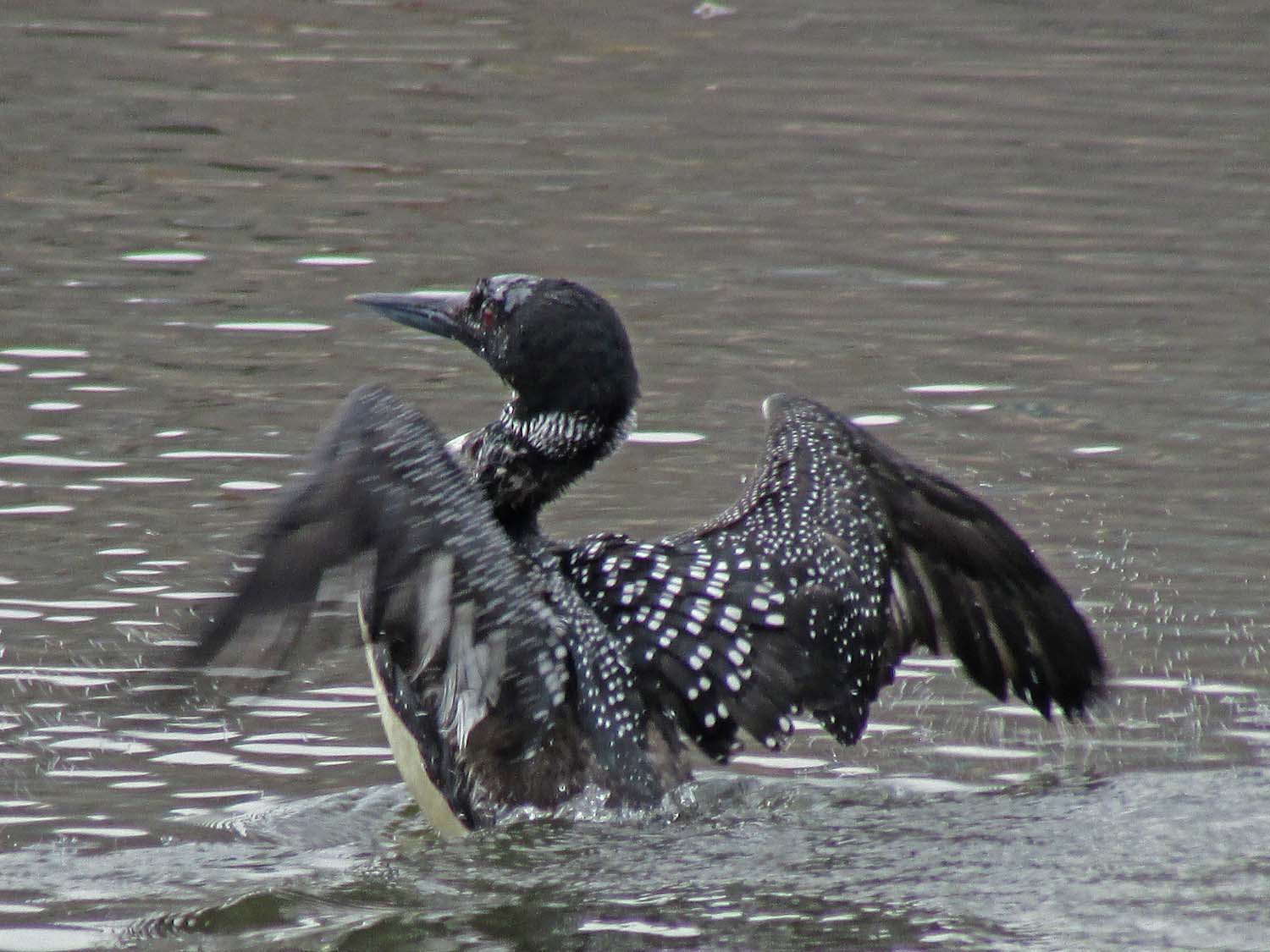 Loon 1500 4-2-2014 053P.jpg