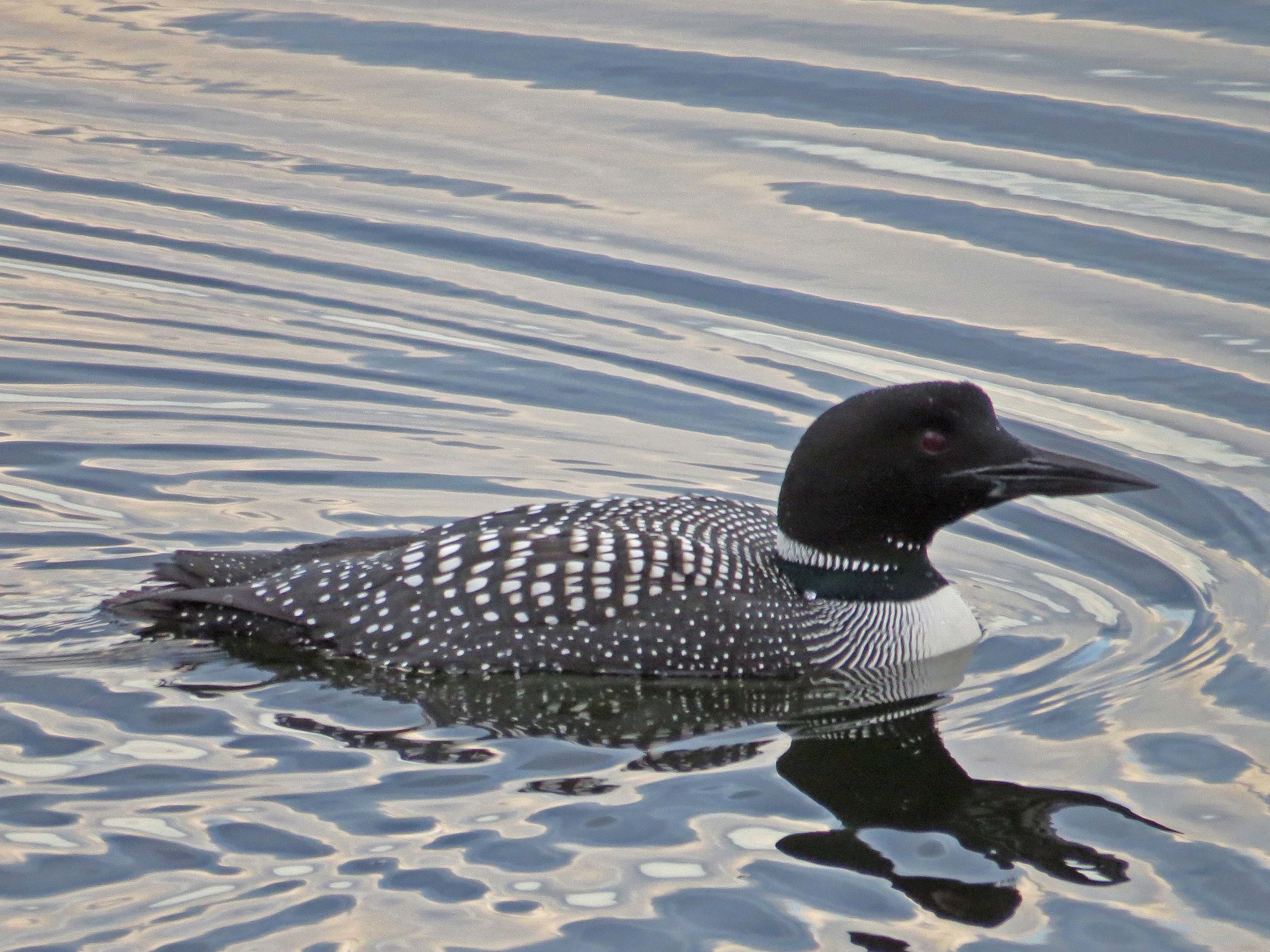 Loon 1500 4-5-2015 283P.jpg