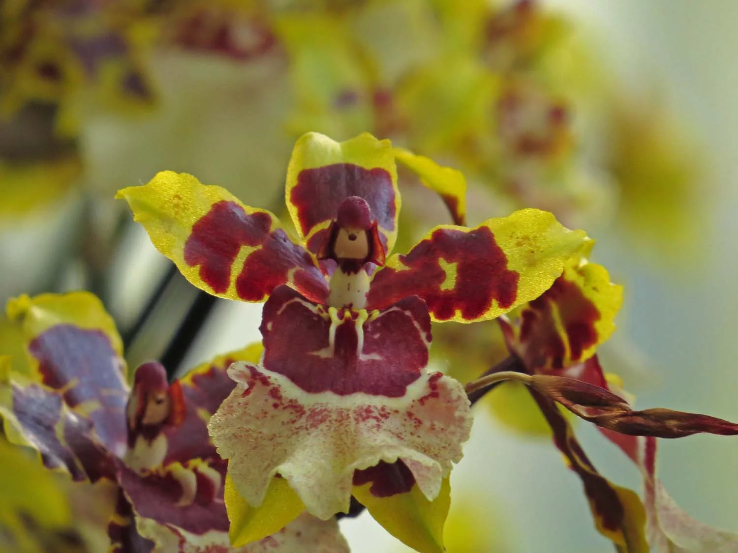 Did Underdog visit the Orchid Show? One of the "faces" in the orchid blossoms.