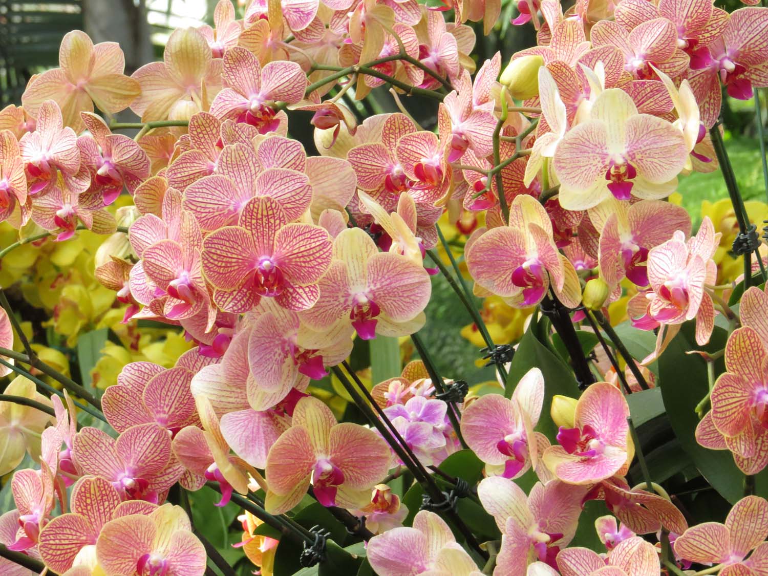 Orchid 1500 3-12-2017 069P.jpg