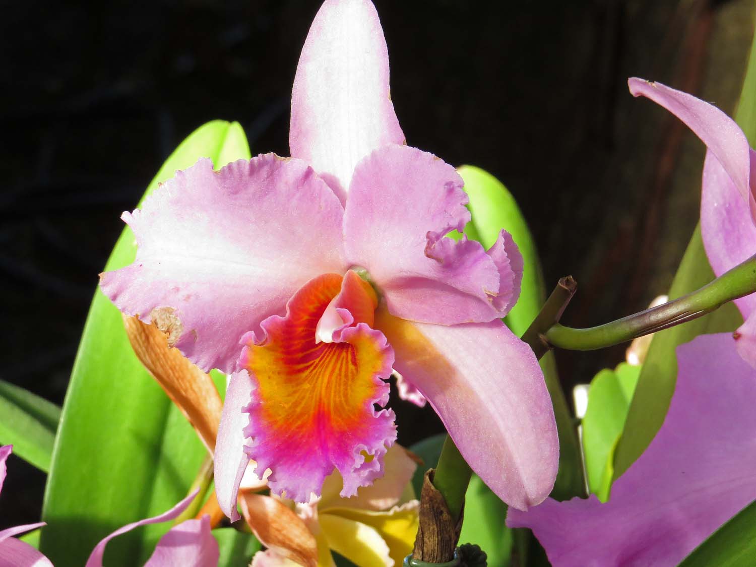 Orchid 1500 3-12-2017 144P.jpg