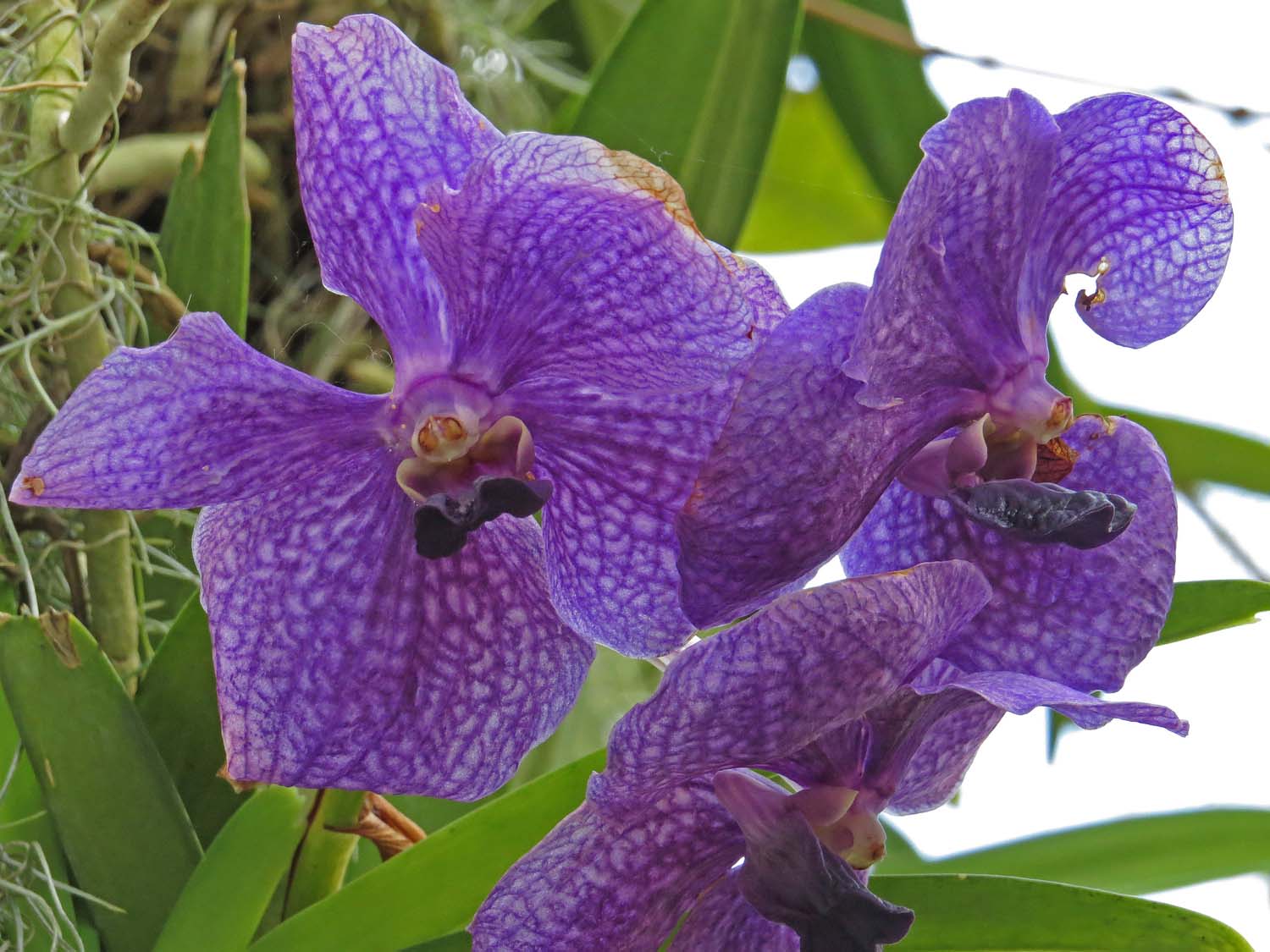 Orchid 1500 3-12-2017 206P.jpg