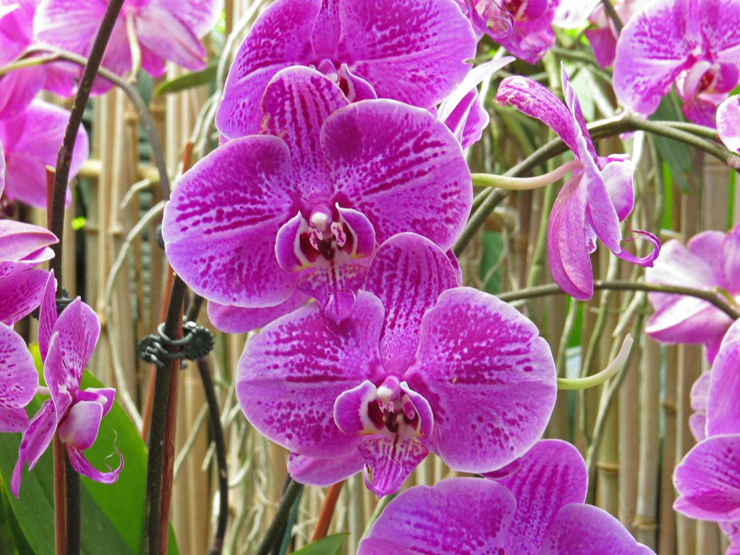 Orchid 1500 3-29-2017 149P.jpg