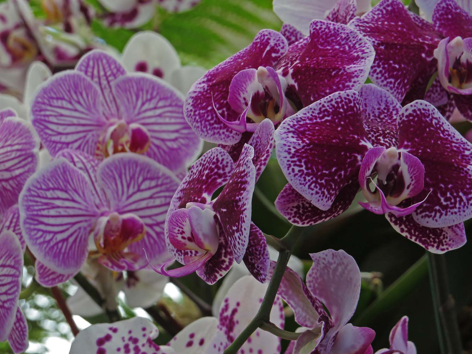 Orchid 1500 3-29-2017 167P.jpg