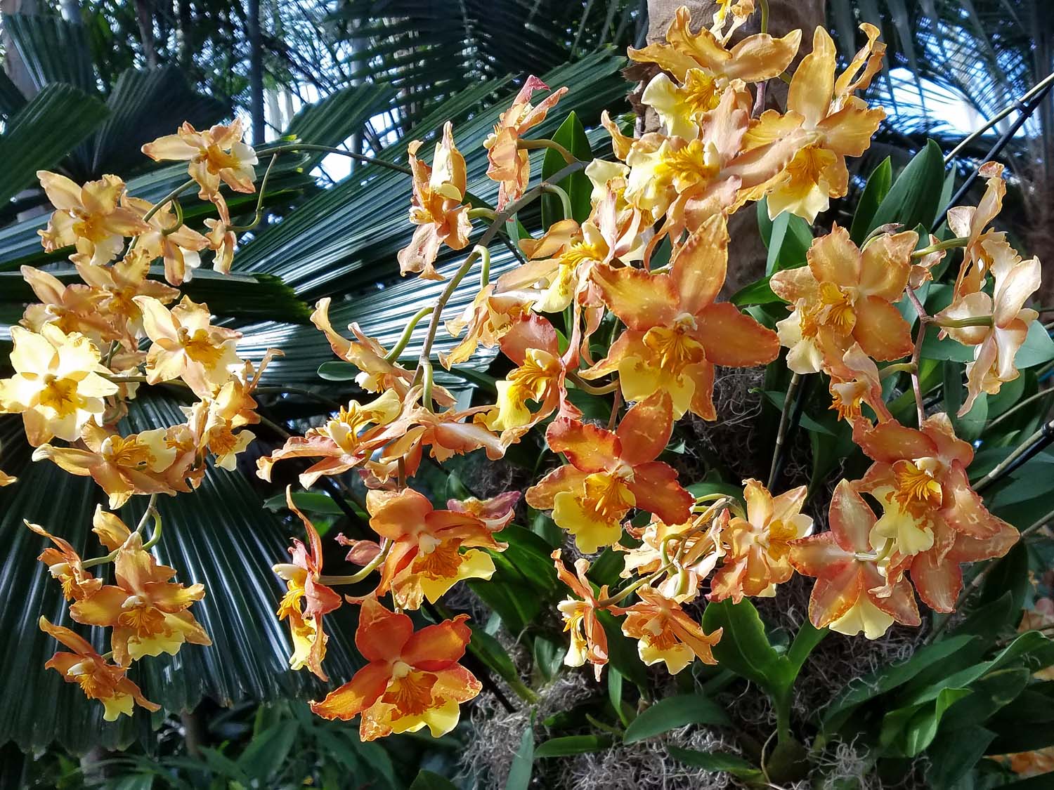 Orchid 1500 20170312_160421PP.jpg