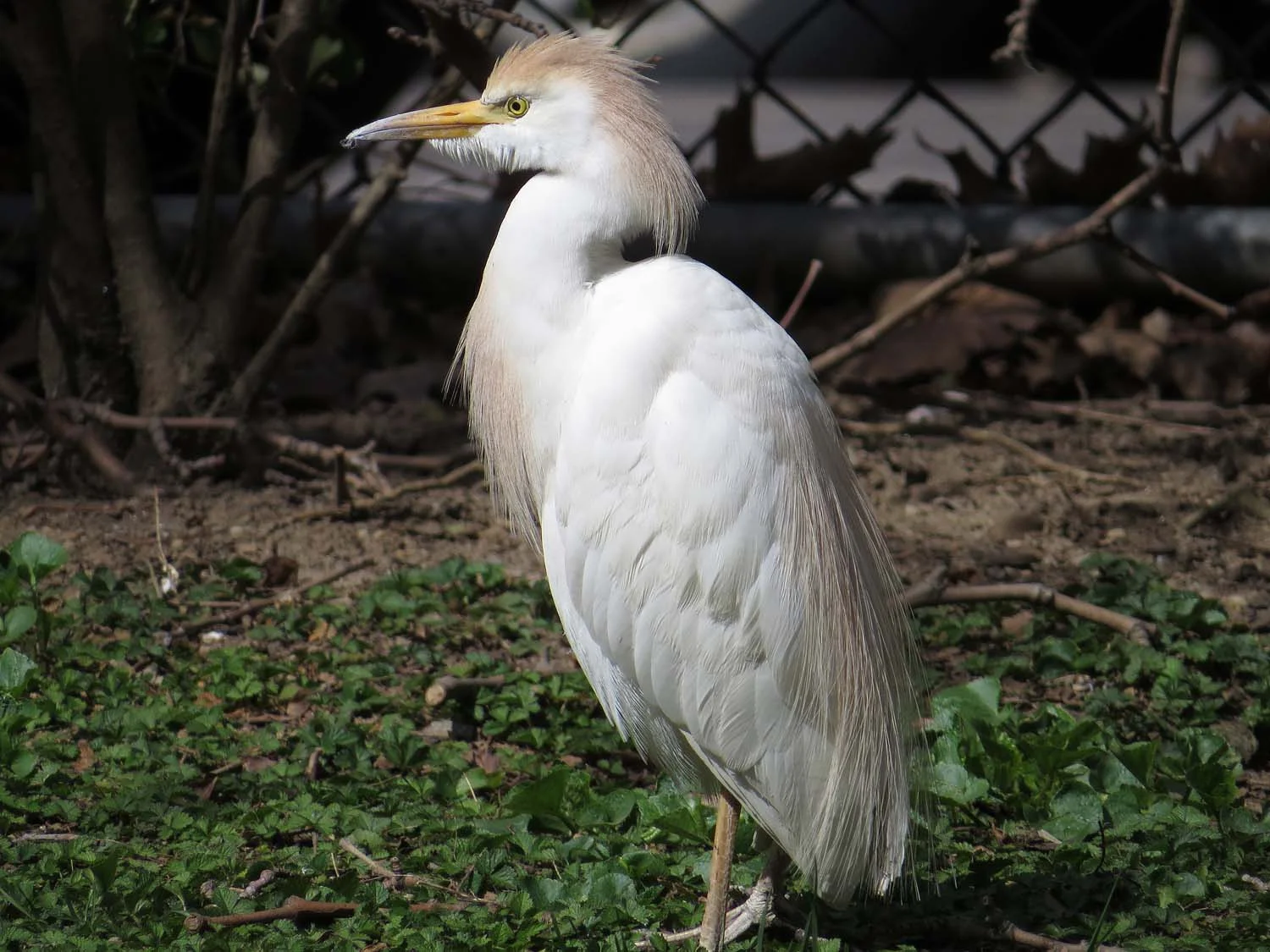 Cattle Egret, West 28th Street, Manhattan, April 11, 2017