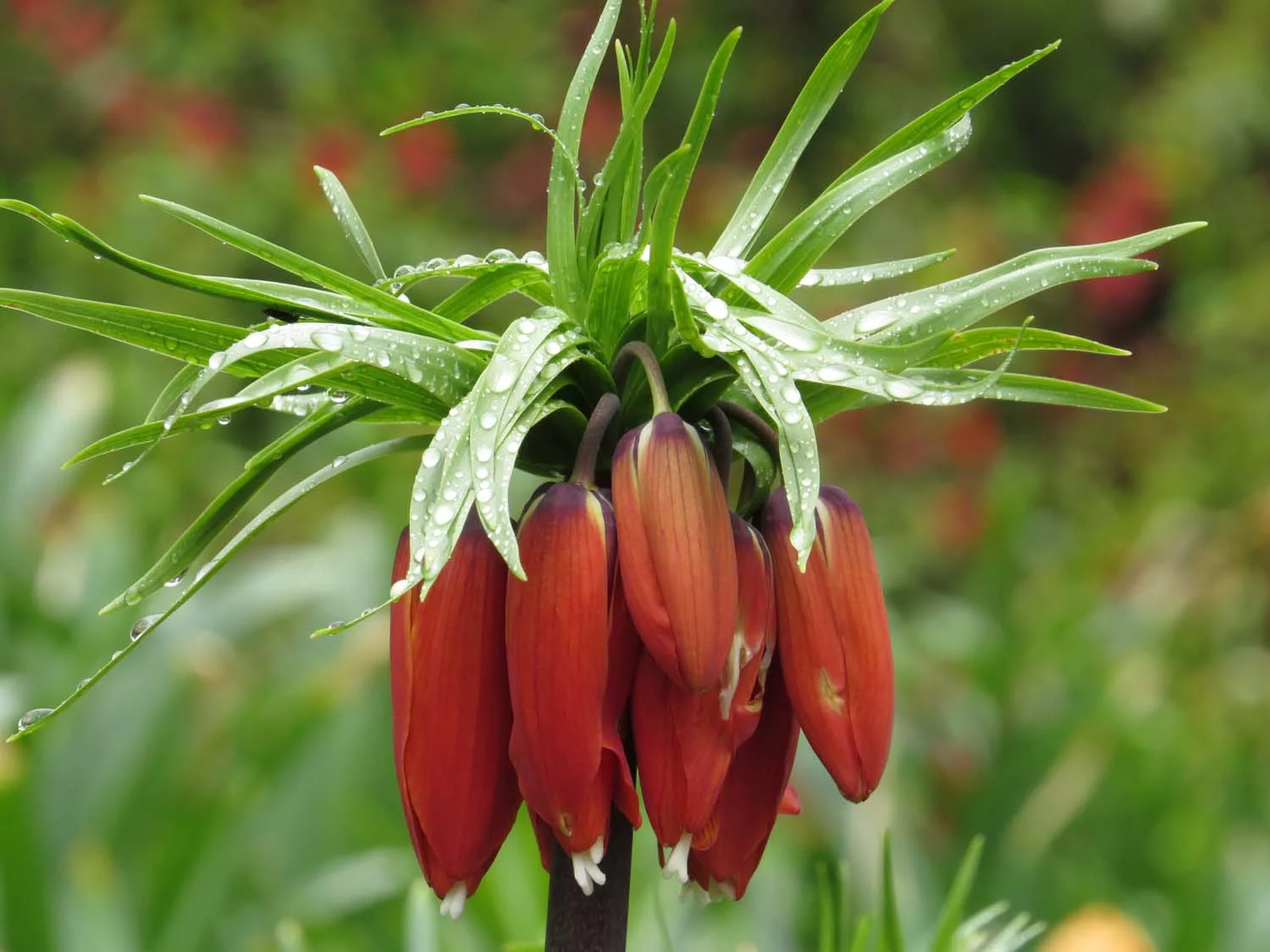 Fritillaria, Shakespeare Garden, April 22, 2017