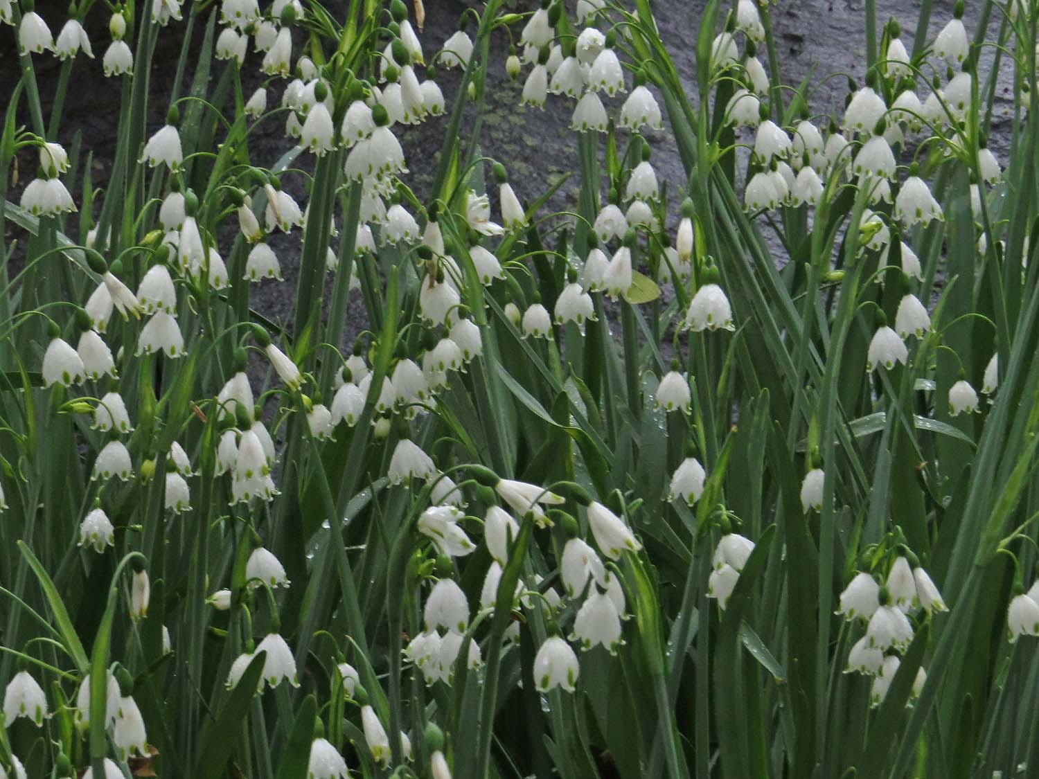 April Showers April Flowers Susan Kirby