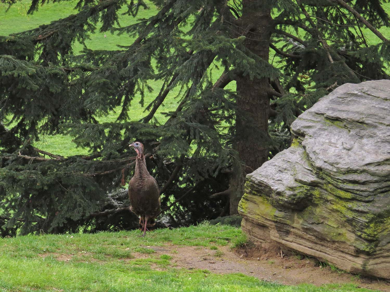 Franklin, a wild turkey near the Falconer's statue, Central Park, April 22, 2017