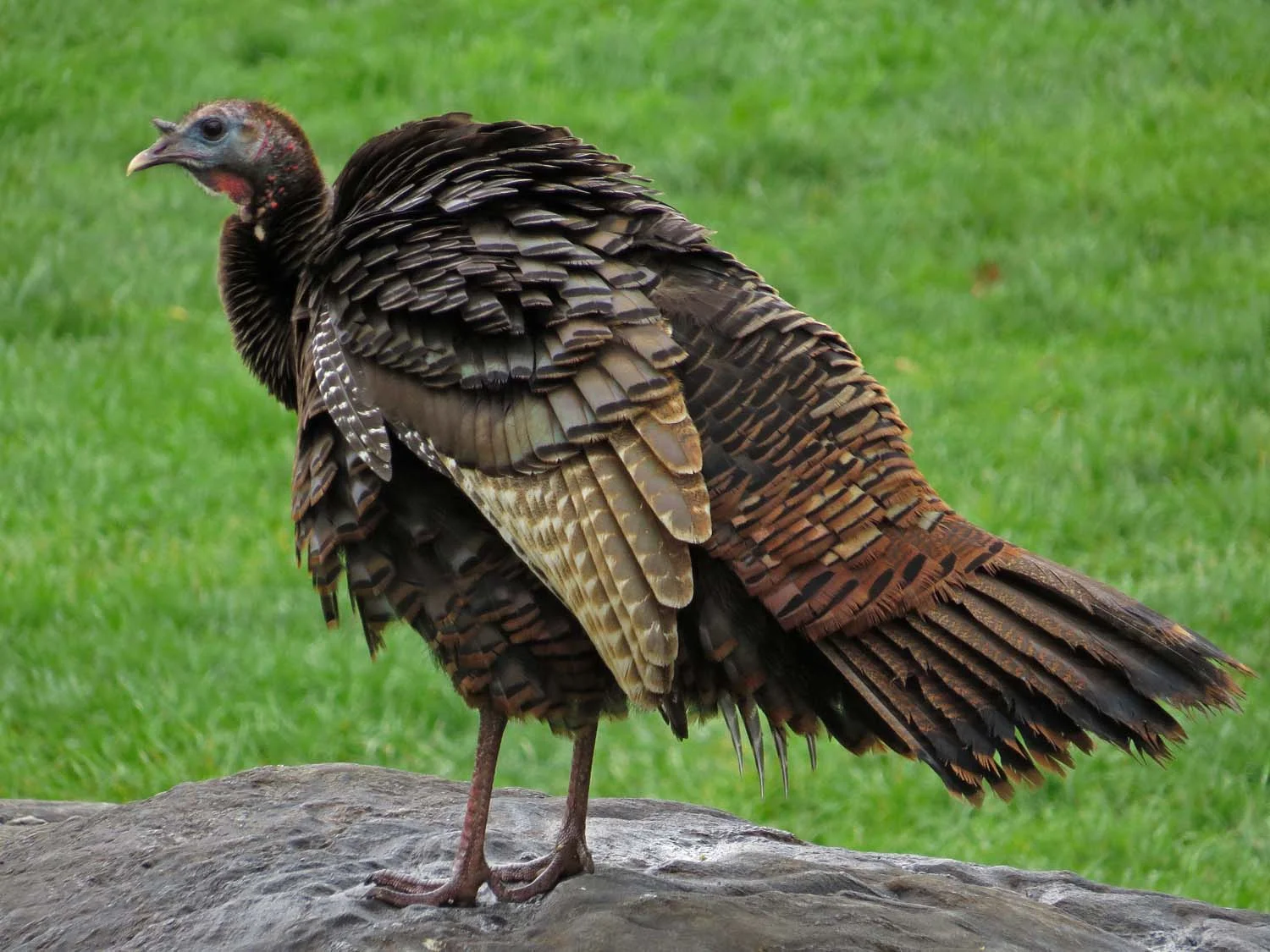 Franklin, a wild turkey in Central Park, April 22, 2017