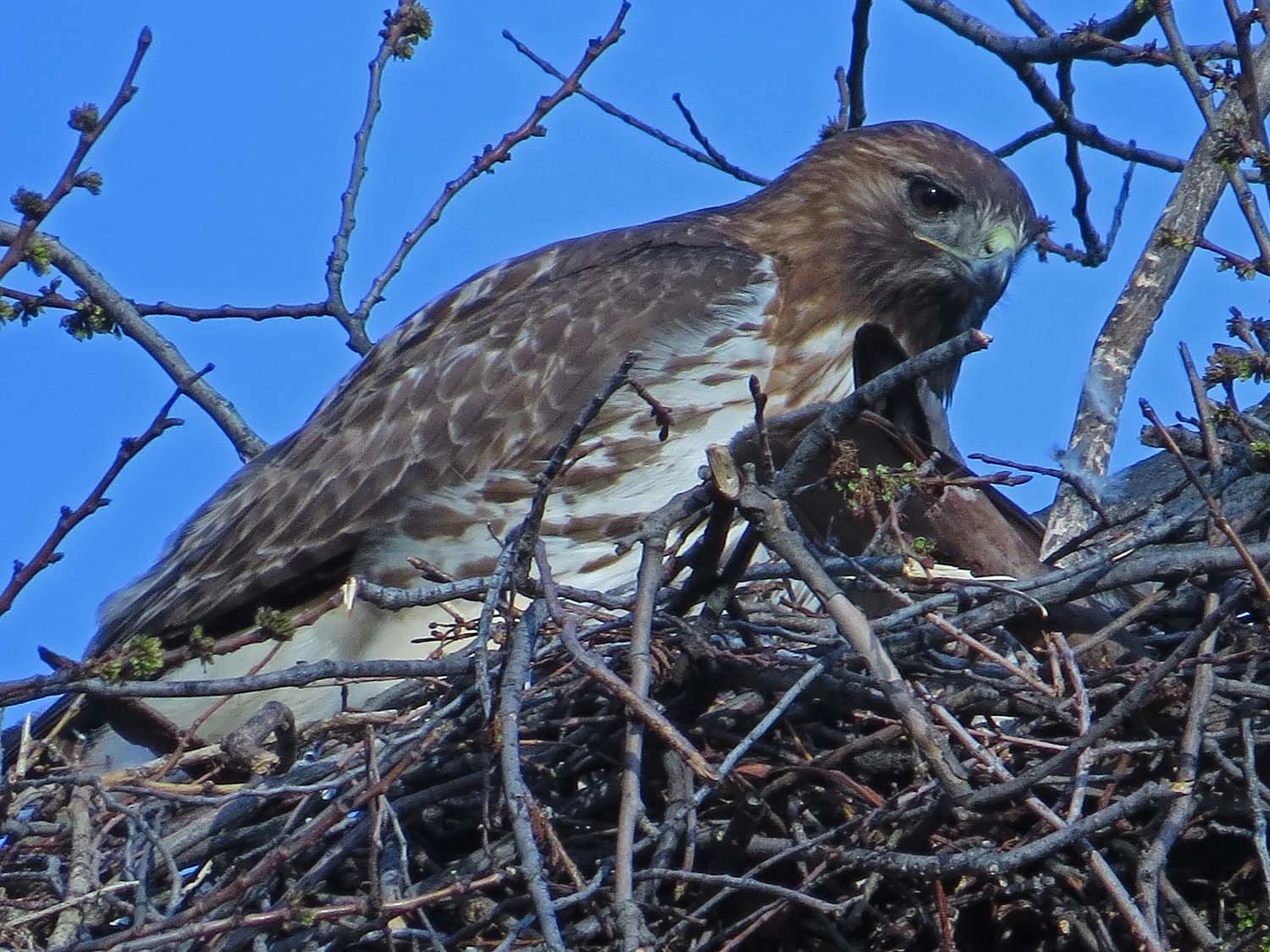 Dora taking over at the Tompkins Square Park nest, April 10